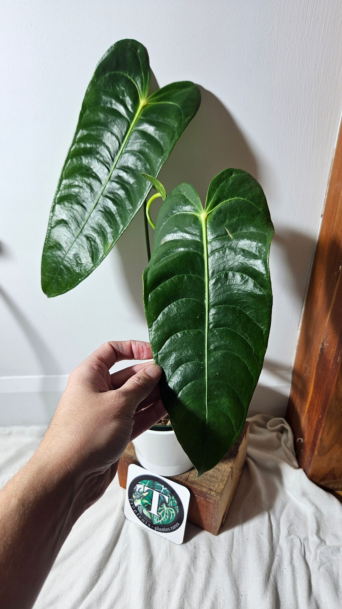 Anthurium Veitchii "format LARGE" (ANT-202)