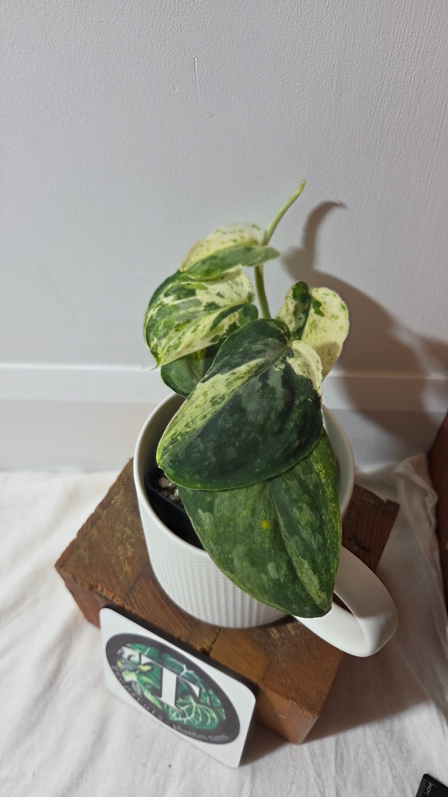 Scindapsus Black Dragon white (SCI-1007)