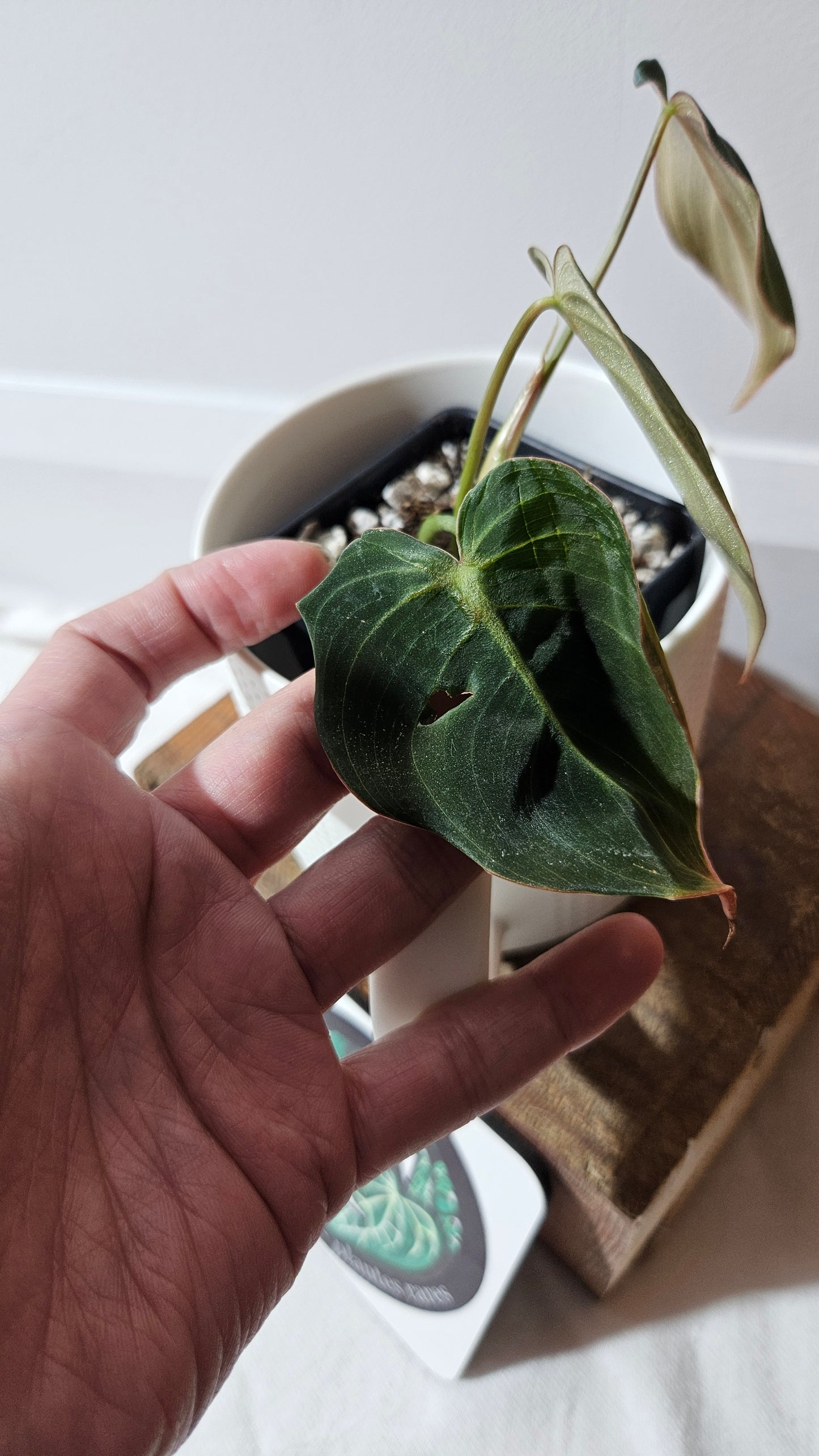 Philodendron Glorious (PHI-948)