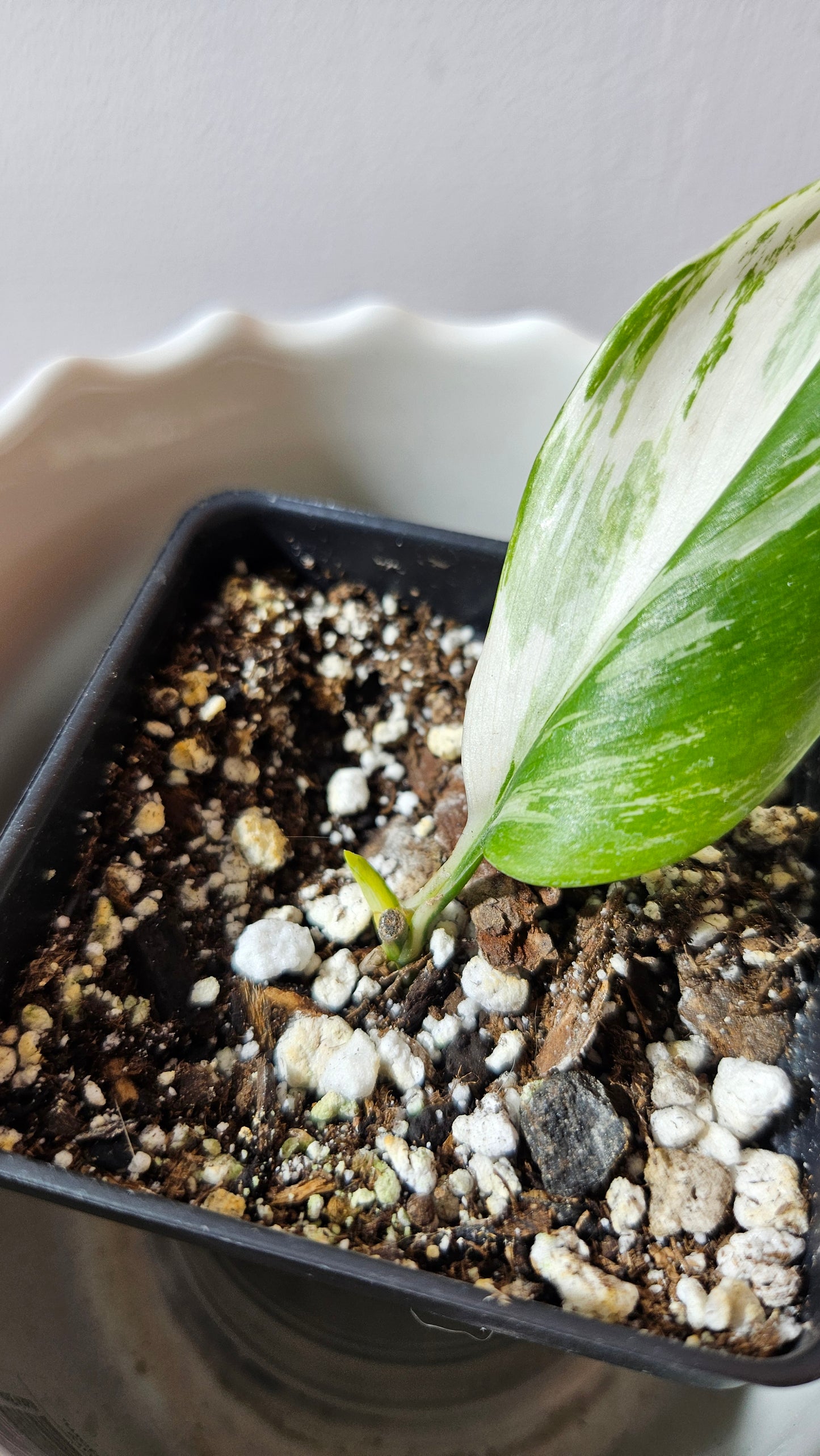 Scindapsus Moonlight Albo Narrow (SCI-736)