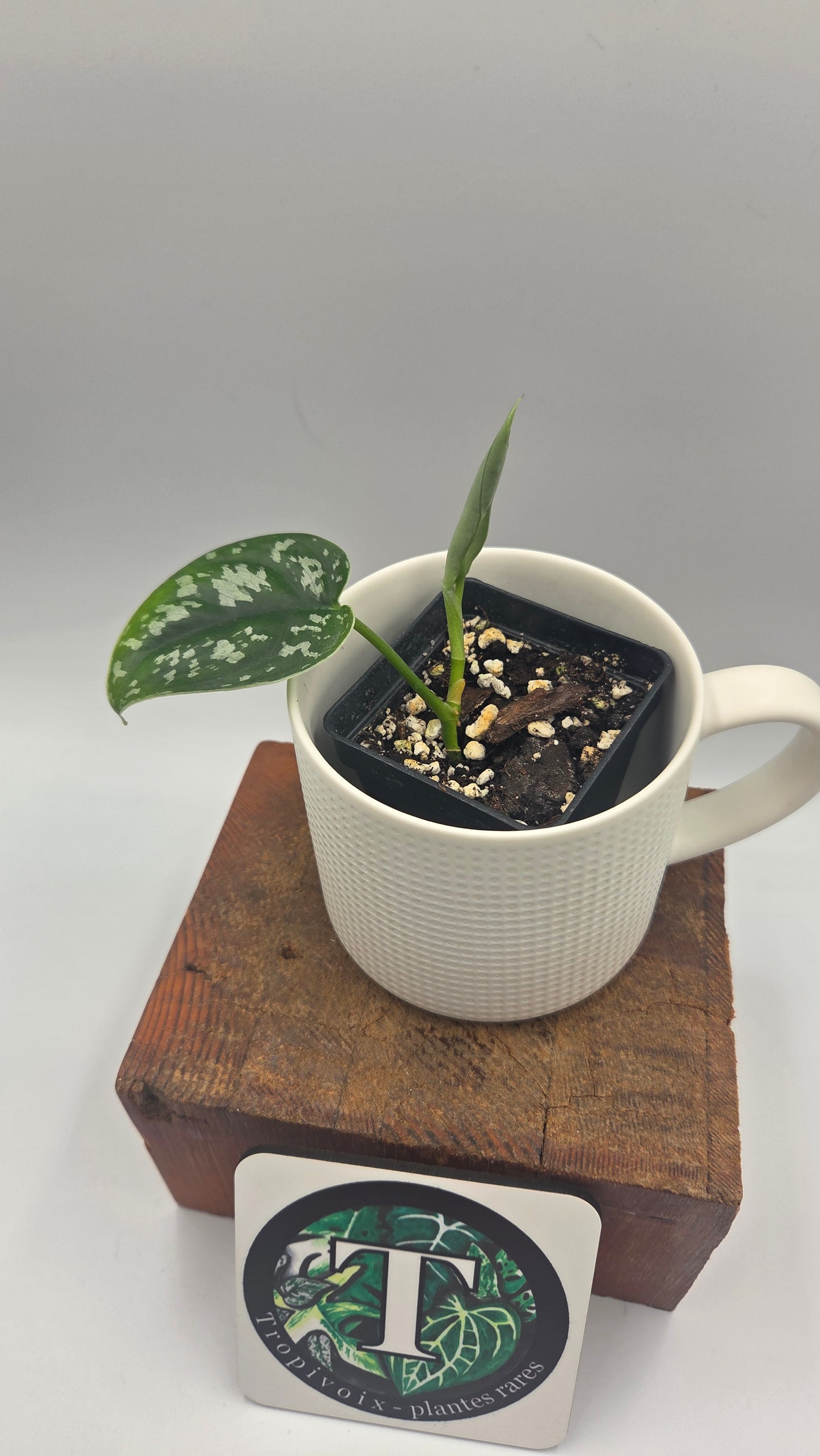Scindapsus Exotica Batik (SCI-1465)