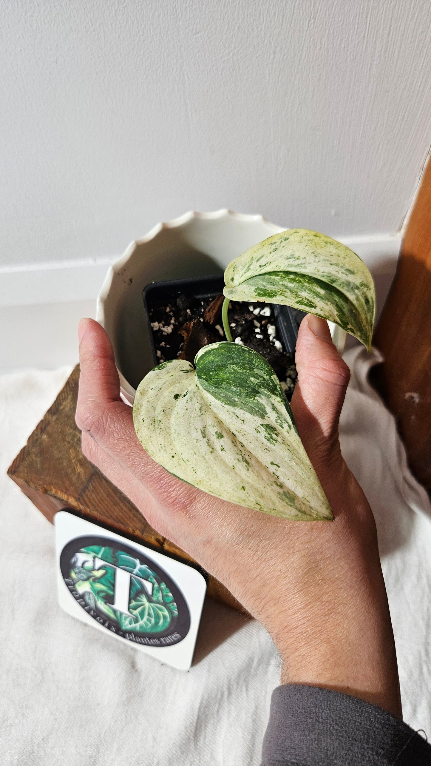 Scindapsus Exotica albo (SCI-1002)