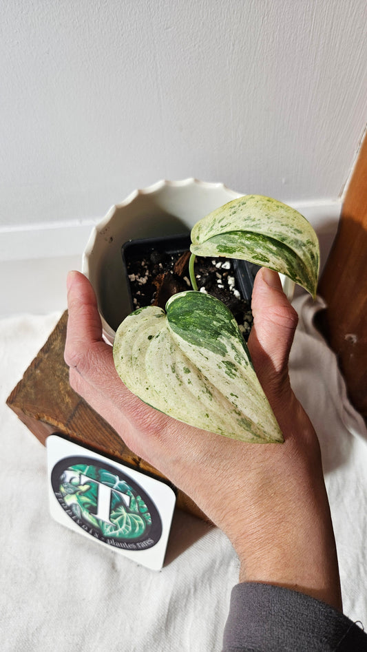 Scindapsus Exotica albo (SCI-1002)