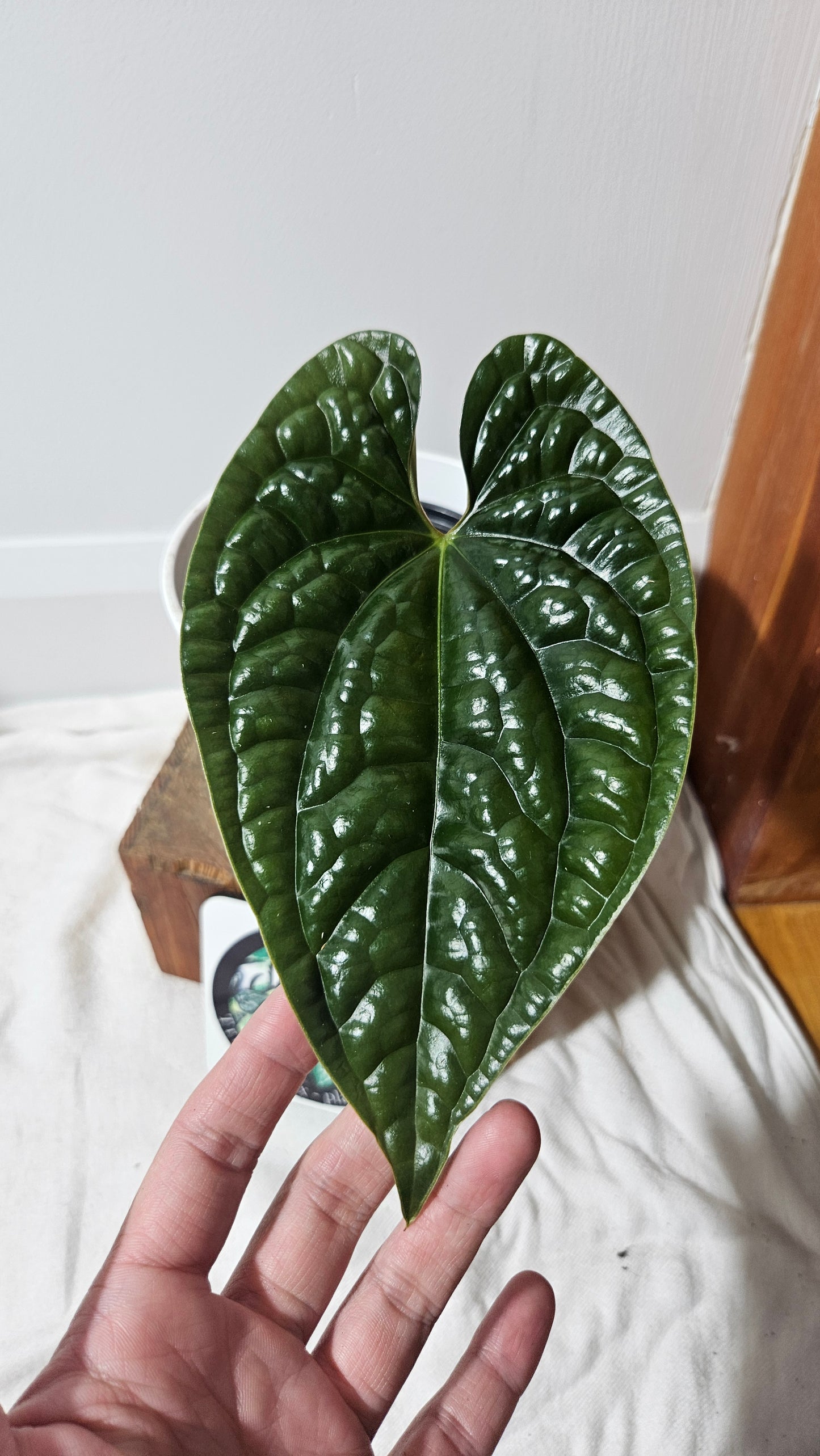 Anthurium Luxurians Velvet Sharp "format MOYEN" (ANT-166)