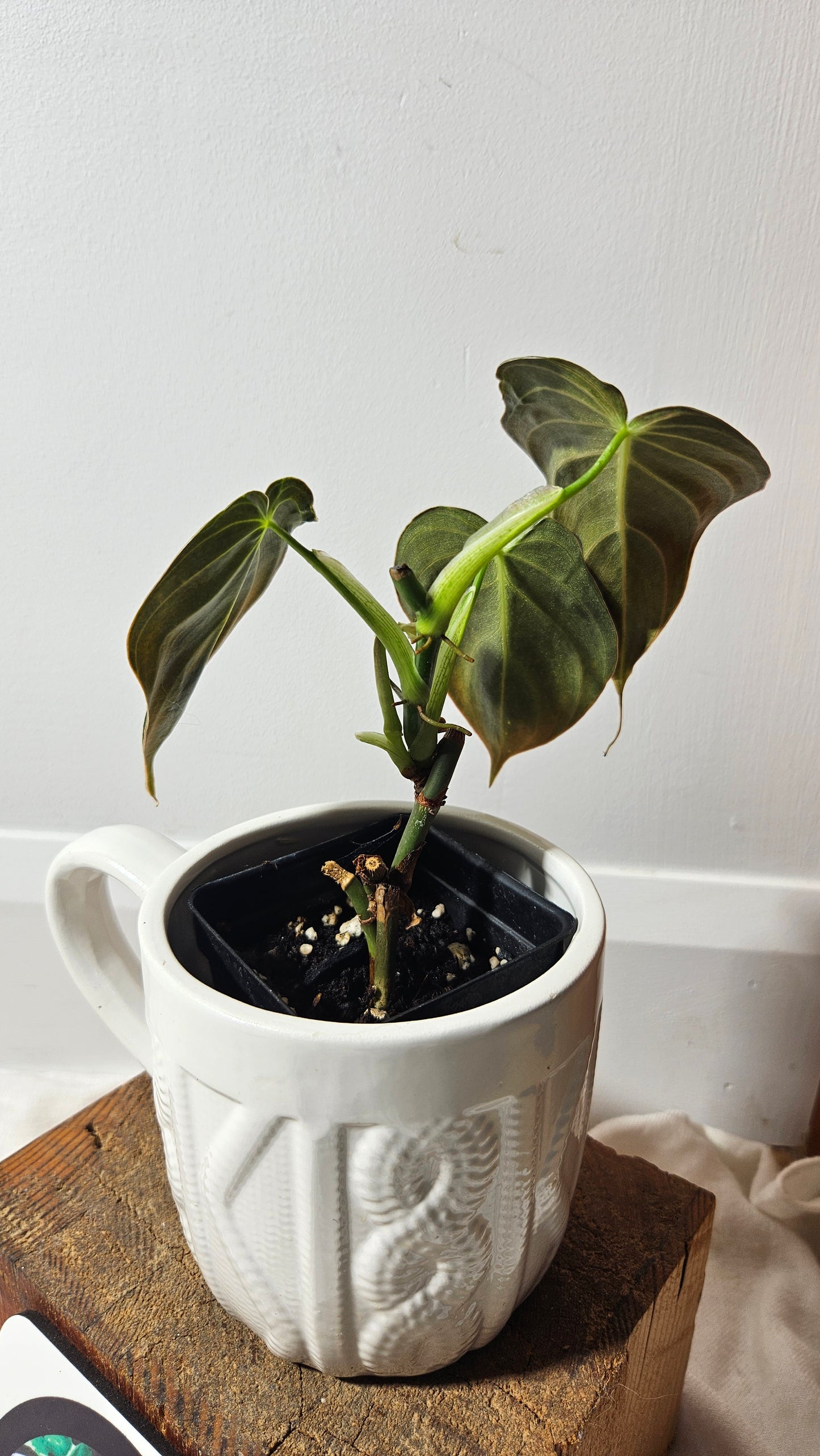 Philodendron Melanochrysum (PHI-072)