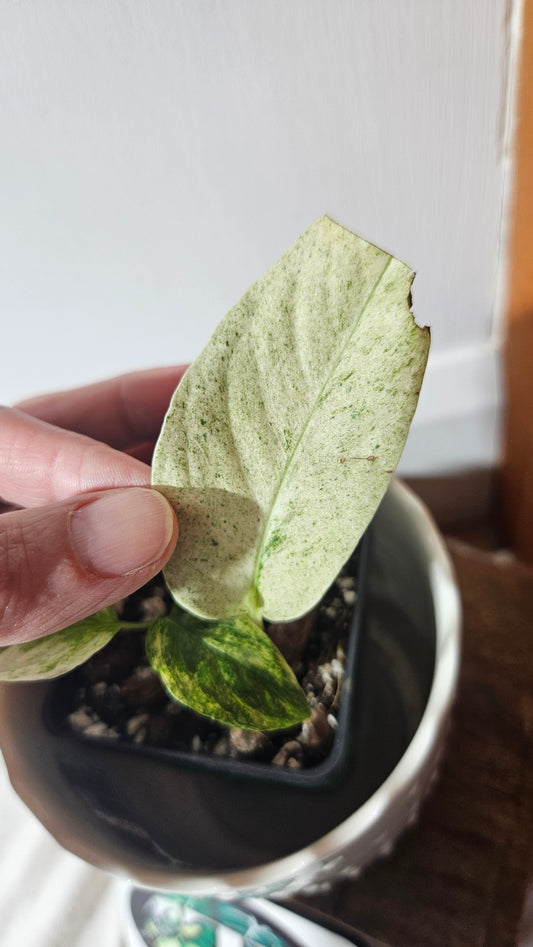 Monstera Laniata Mint (MON-391)