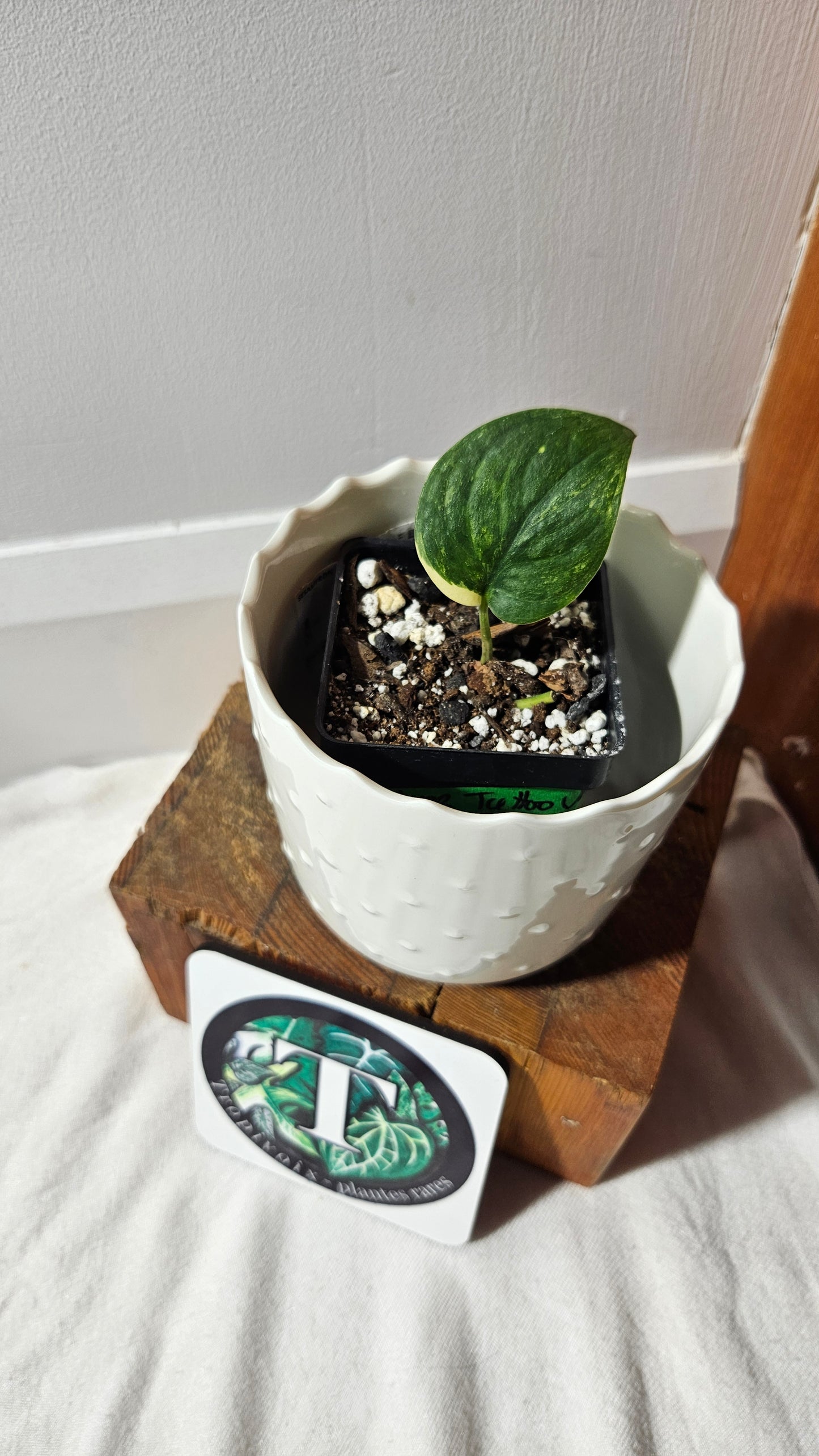 Scindapsus Silver Tattoo Variegata (SCI-752)