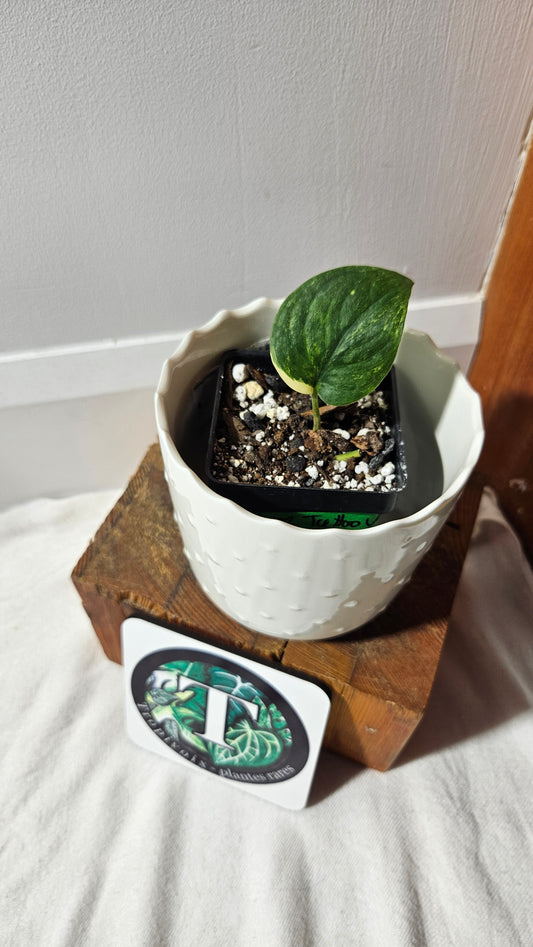 Scindapsus Silver Tattoo Variegata (SCI-752)