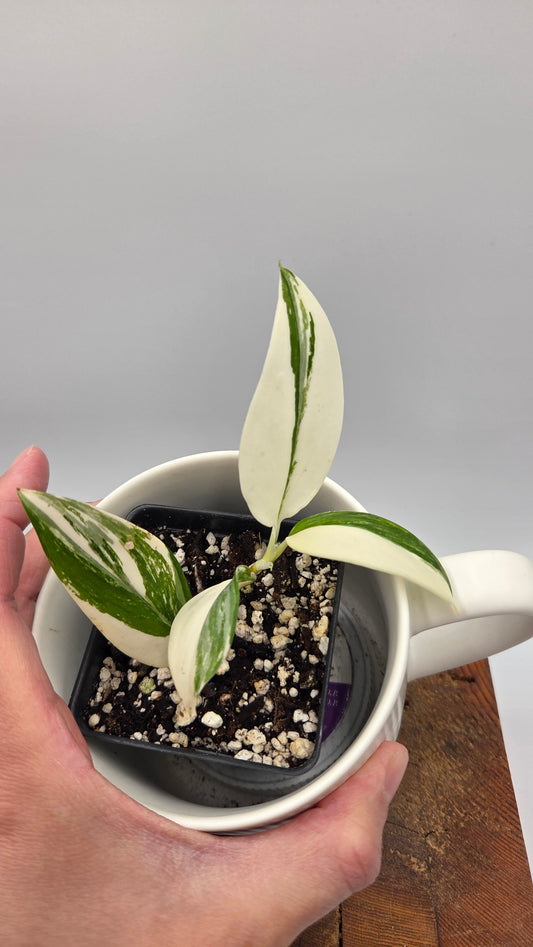 Scindapsus Moonlight Albo Narrow (SCI-864)