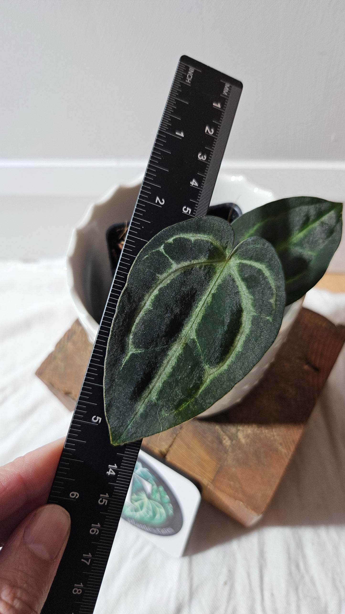 Anthurium  Carlablackiae (d'équateur) "format PETIT" (ANT-609)