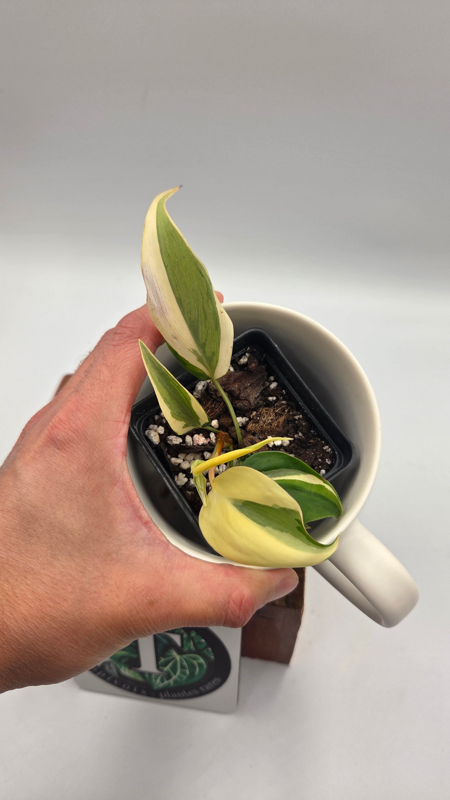 Philodendron Hederaceum Rio (PHI-819)
