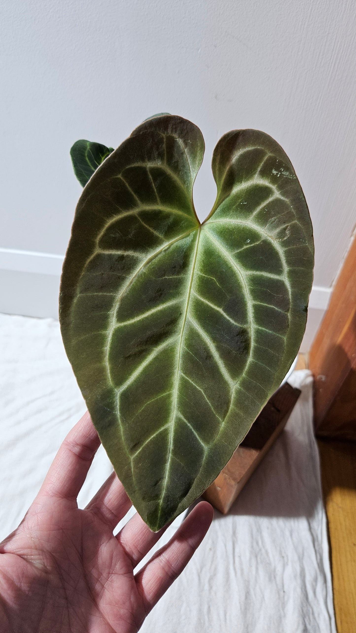 Anthurium Besseae Aff Velvet "Format MOYEN/LARGE" (ANT-295)