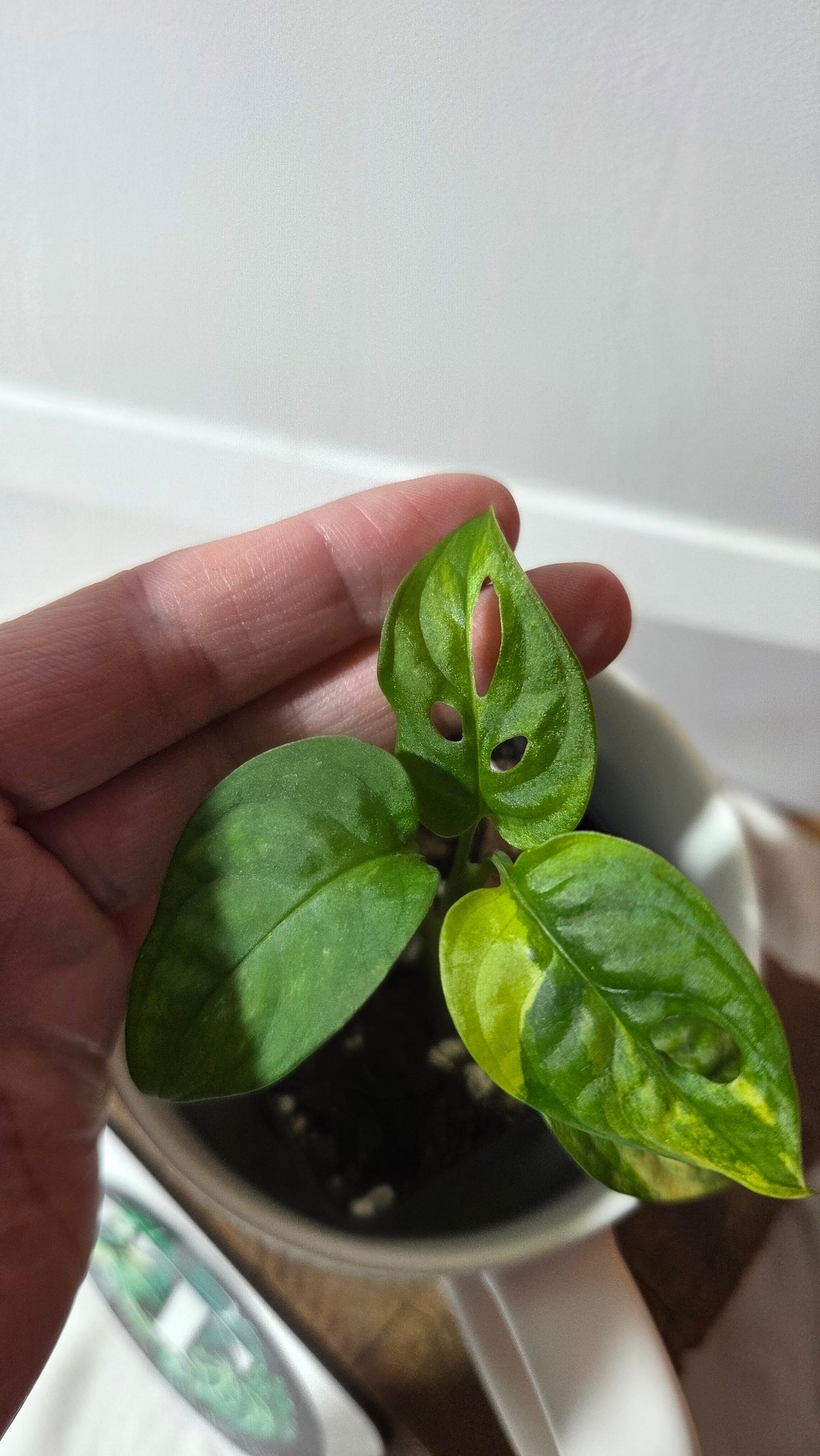 Monstera Andasonii Aurea (MON-496)