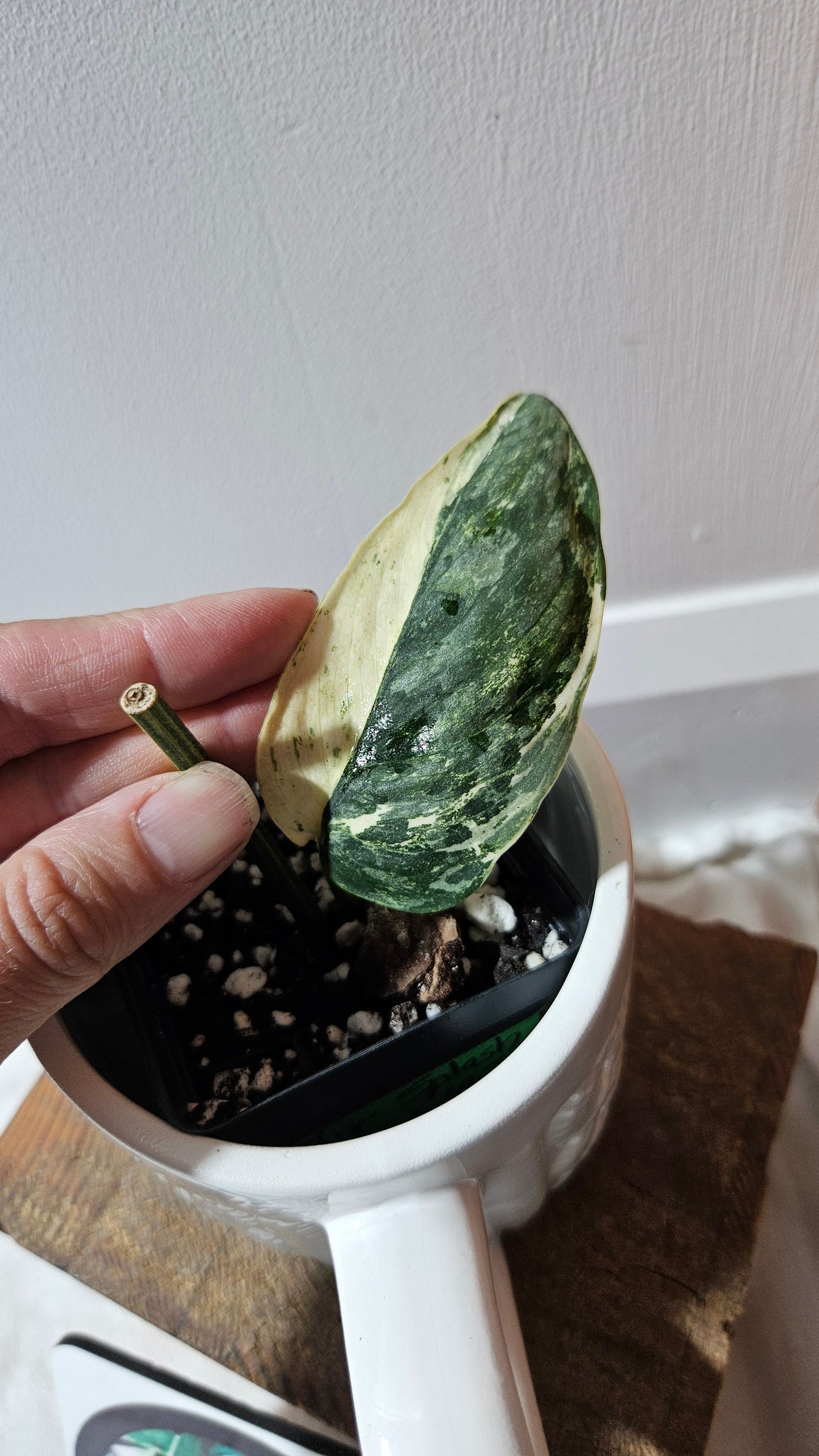 Scindapsus Blue Splash Variegata (SCI-1157)
