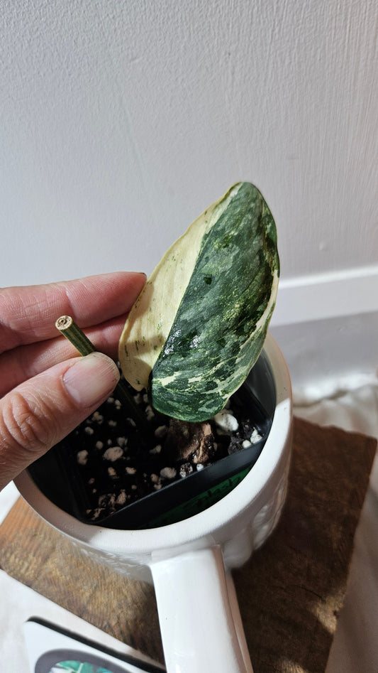 Scindapsus Blue Splash Variegata (SCI-1157)