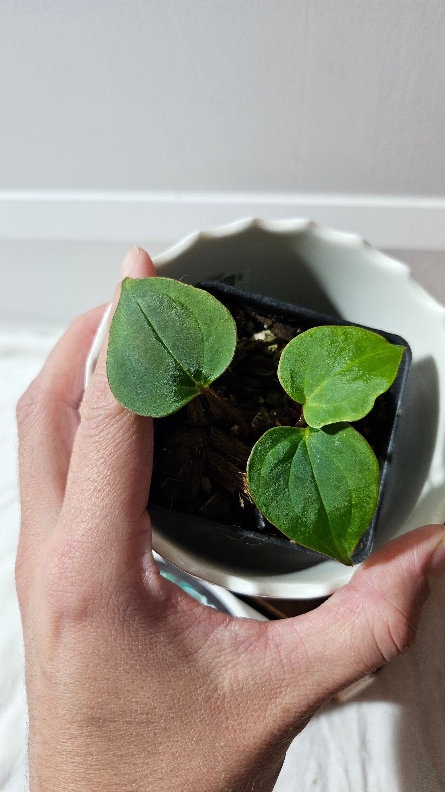 Anthurium Dressleri × Blue Papillilaminum "format SEEDLING" (ANT-621)