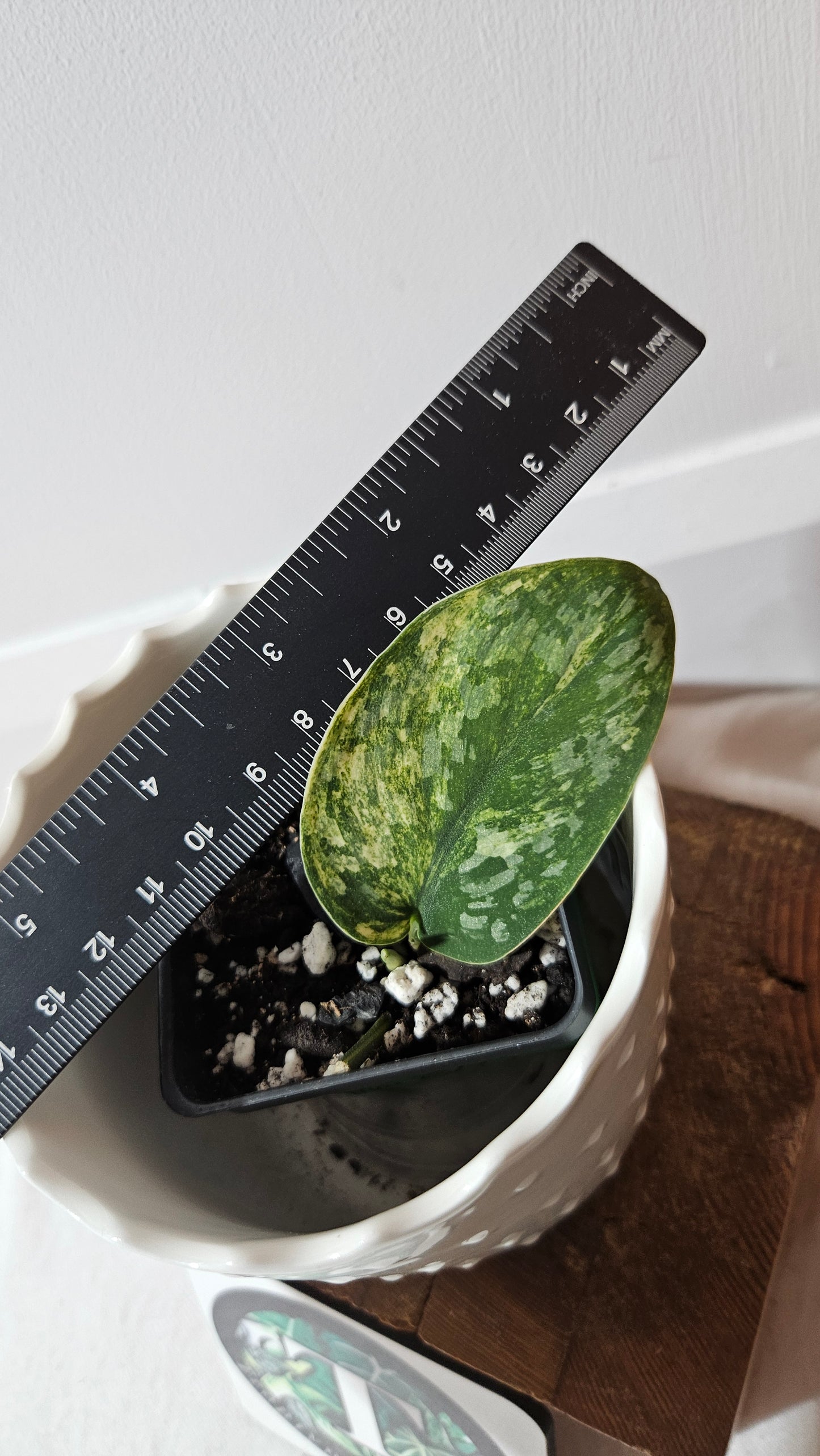 Scindapsus Rajatapura Aurea (SCI-1020)