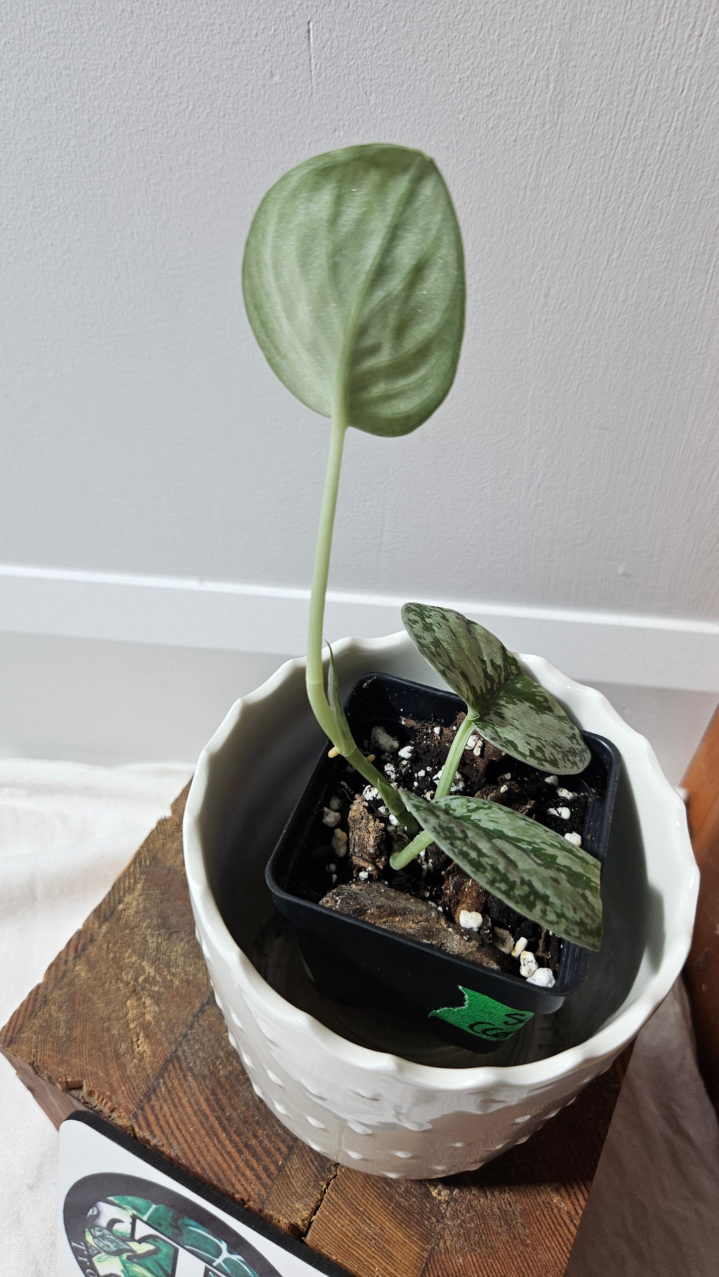 Scindapsus Tricolore silver Platinum (SCI-1322)