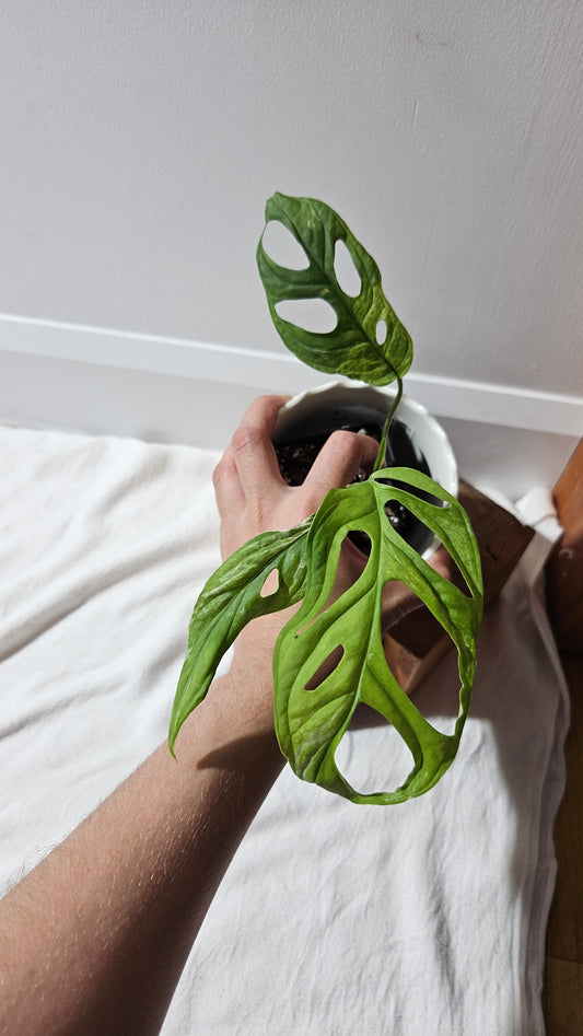 Monstera Andasonii Mint/Indo (MON-422)