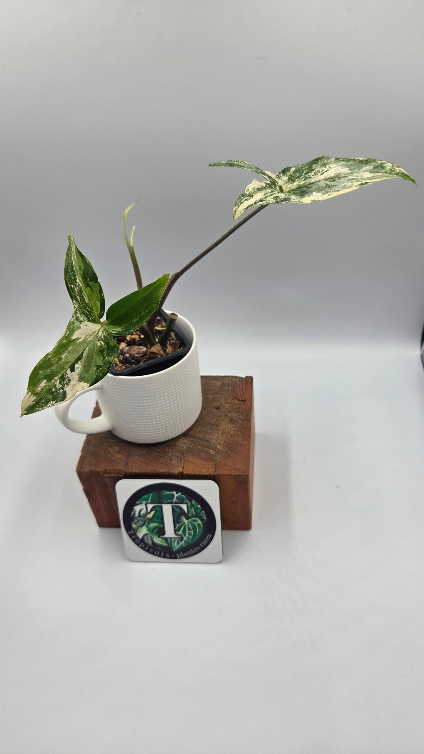 Syngonium Albo (SYN-351)
