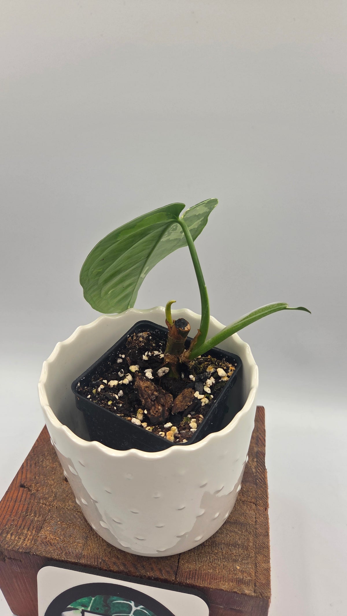 Syngonium Chiapense Albo (SYN-450)
