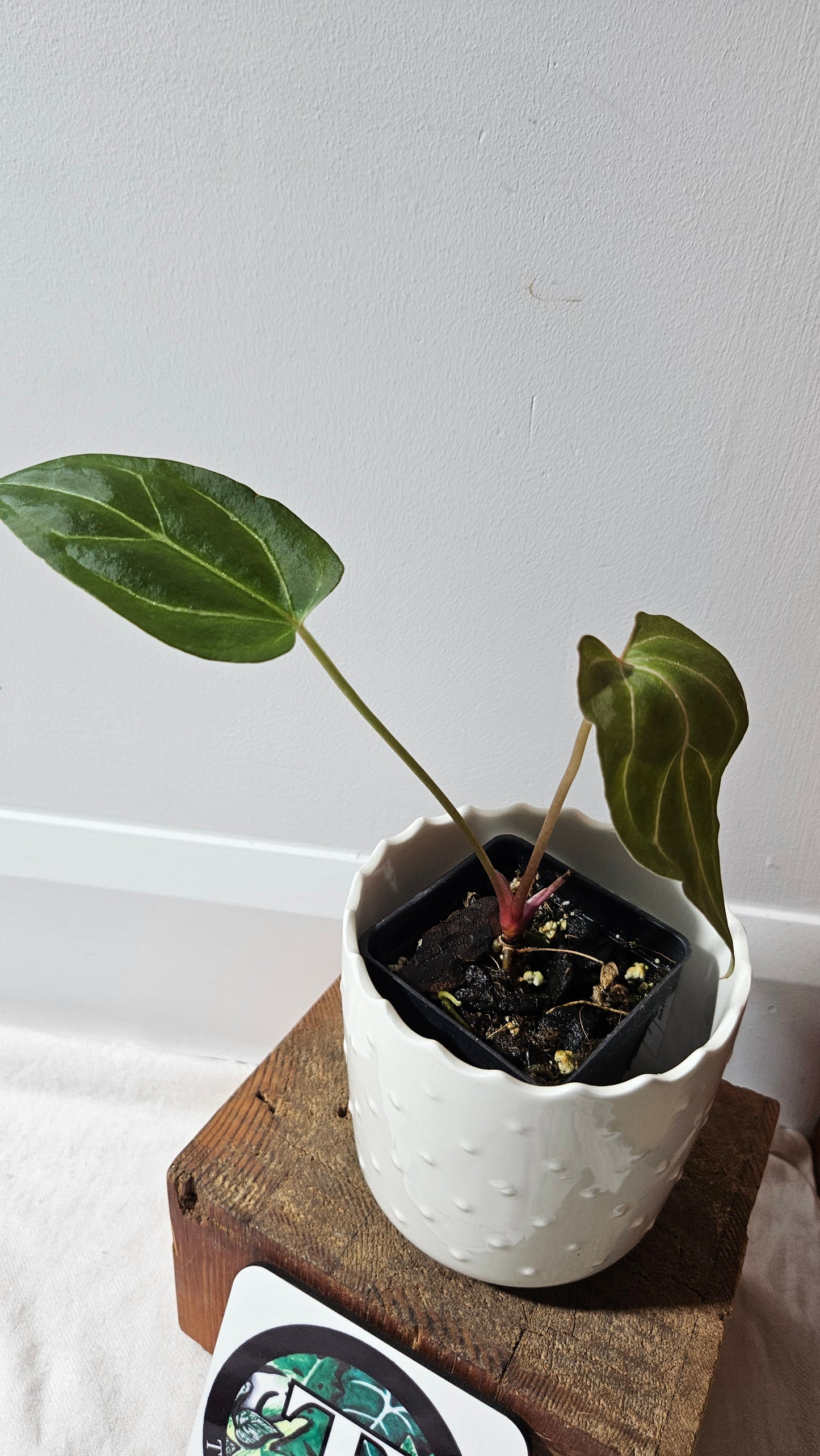 Anthurium Dorayaki Silver Hybrid "format PETIT"( ANT-184)