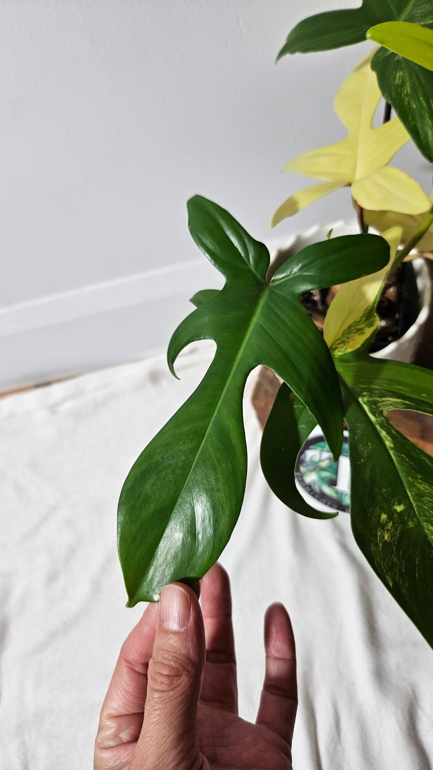 Philodendron Florida Beauty (PHI-816)