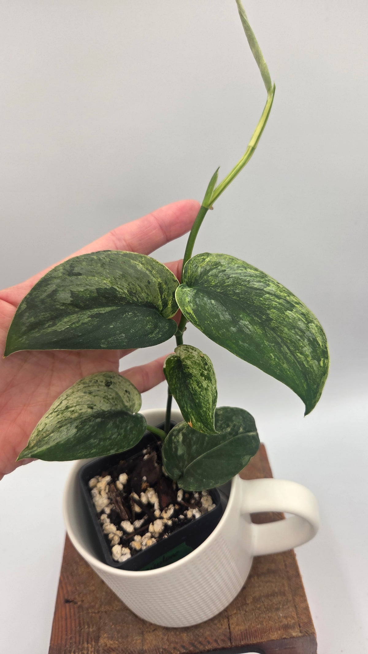 Scindapsus Silver Splash Tricolore (SCI-1521)