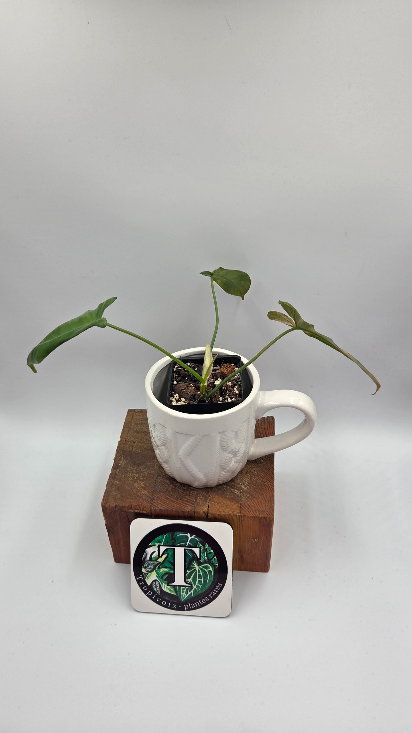 Philodendron Paradise Beauty (FloridaBeautyXParaiso Verde)(PHI-1022)