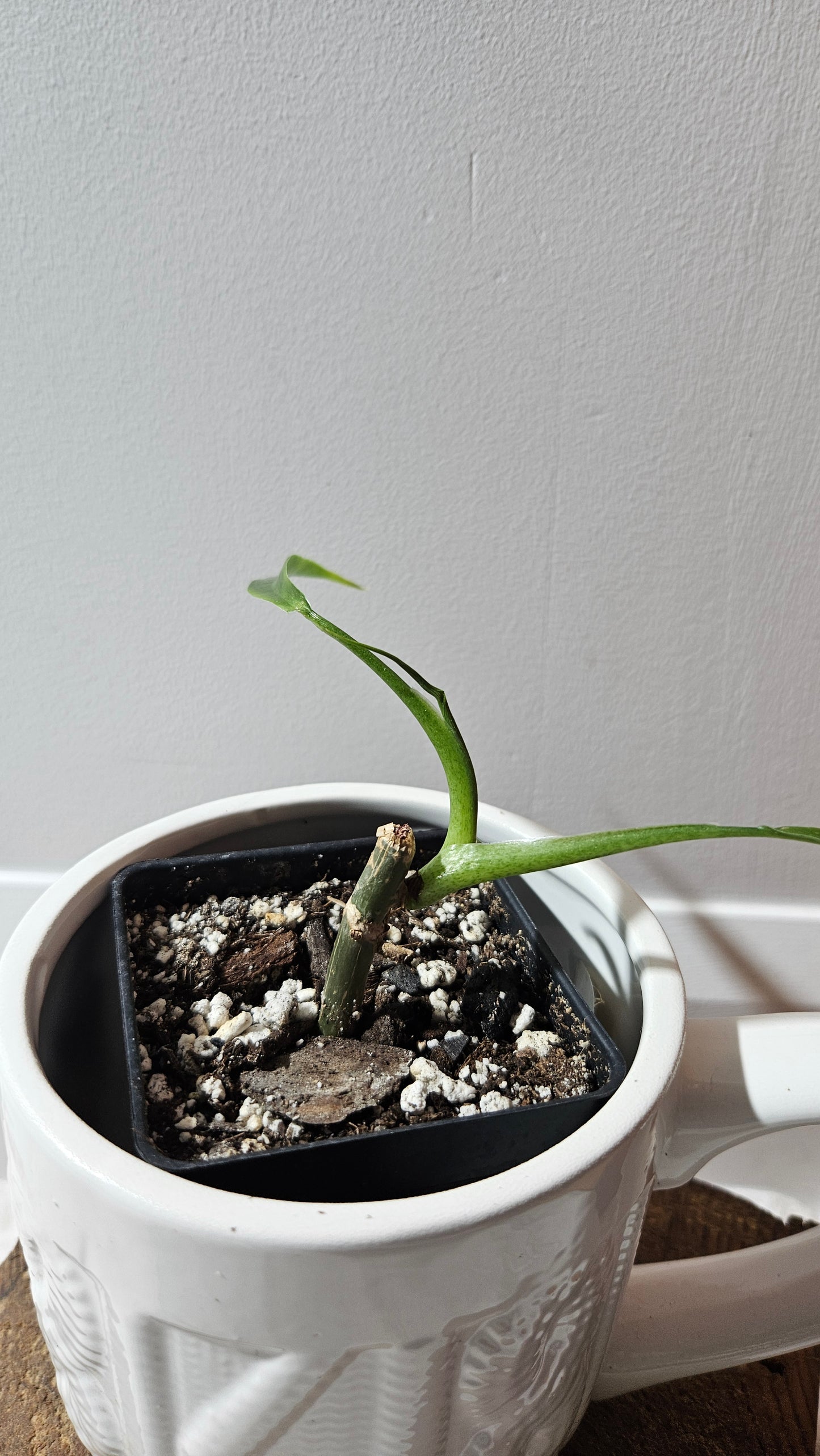Philodendron Holtonianum Super Narrow (PHI-529)