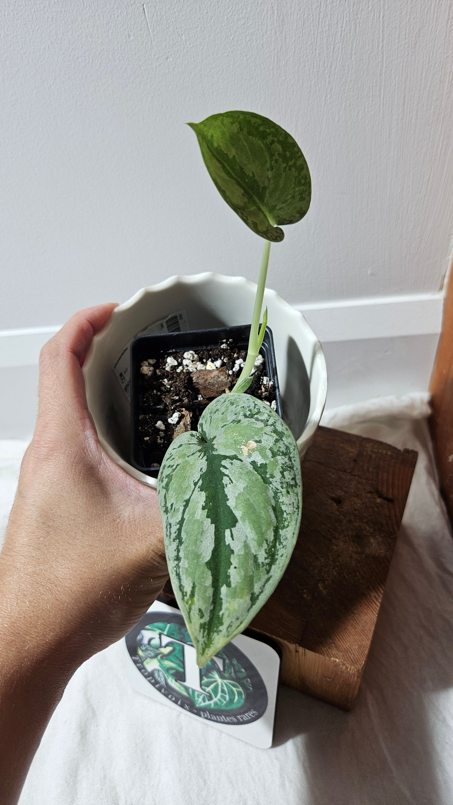 Scindapsus Tricolore silver Platinum (SCI-1321)