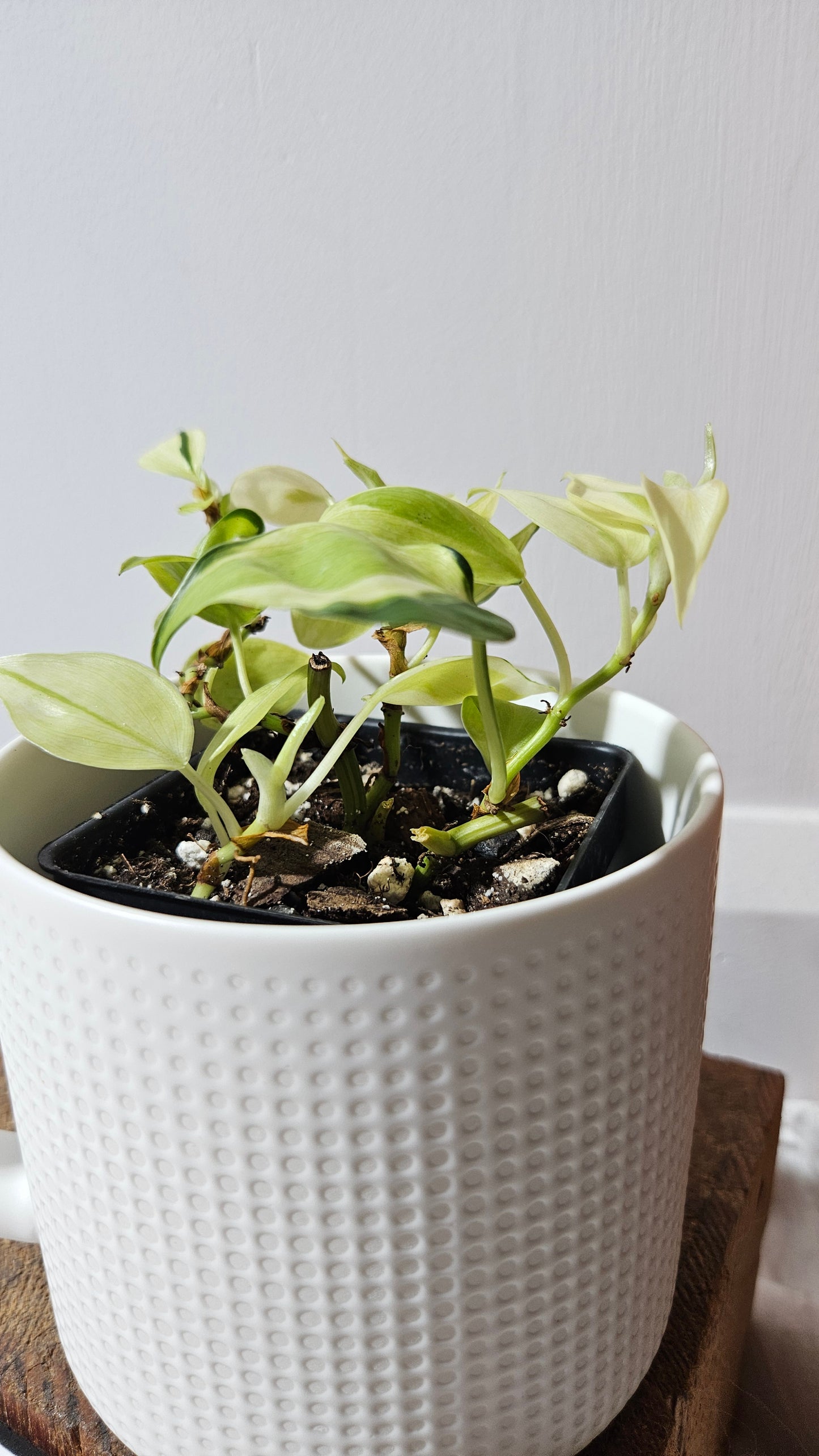 Philodendron Hederaceum Cream Splash (PHI-850)