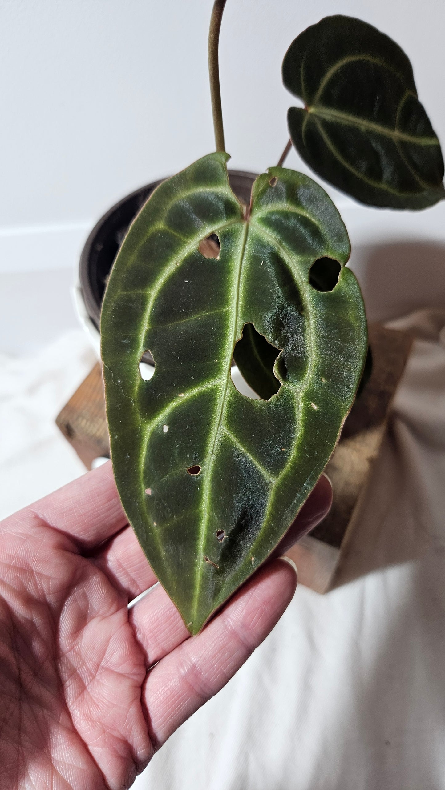 Anthurium Besseae Aff  Dark "Format PETIT/MOYEN" (ANT-208)