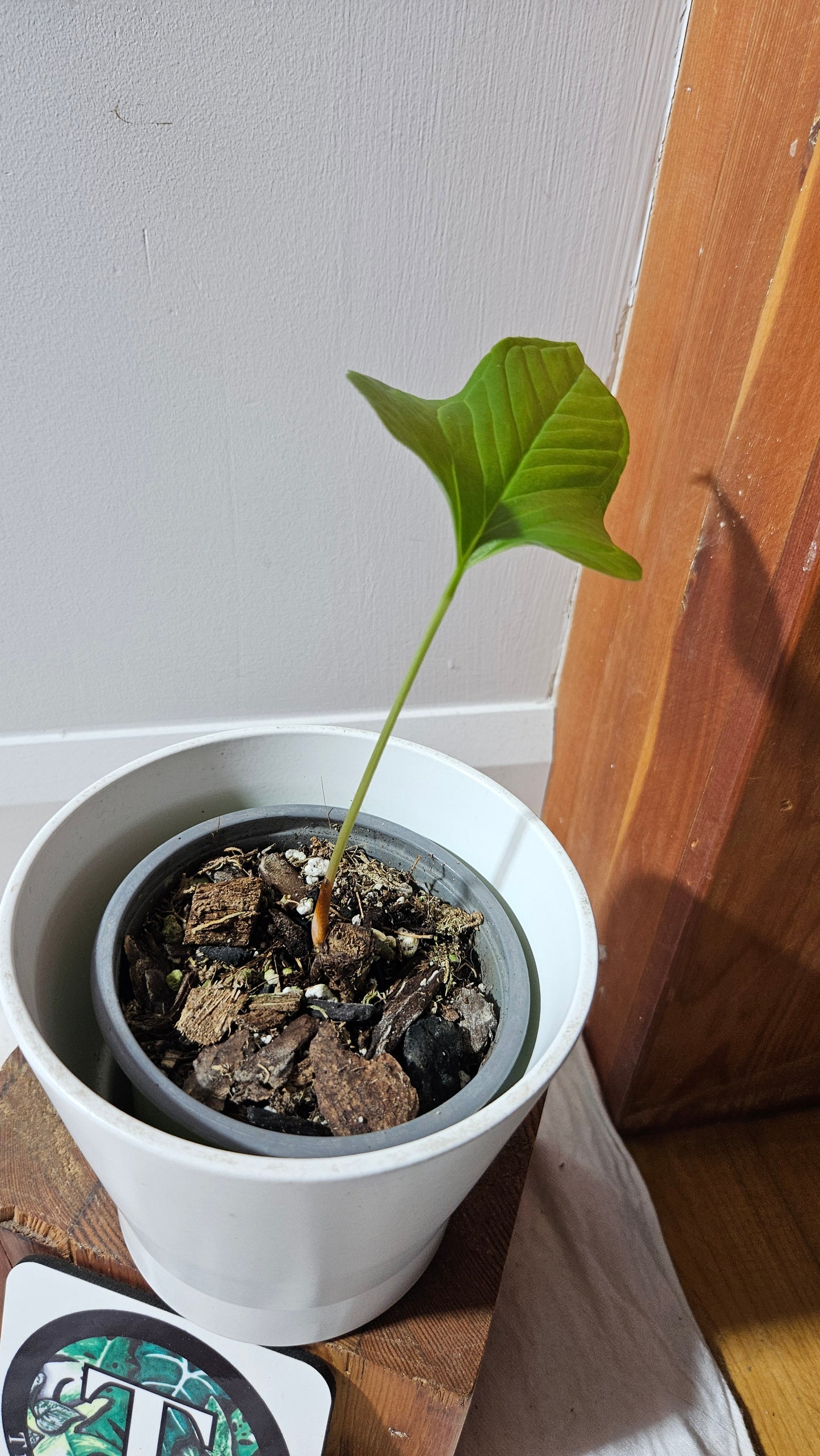 Anthurium Draconopterum"format MOYEN" (ANT-626)