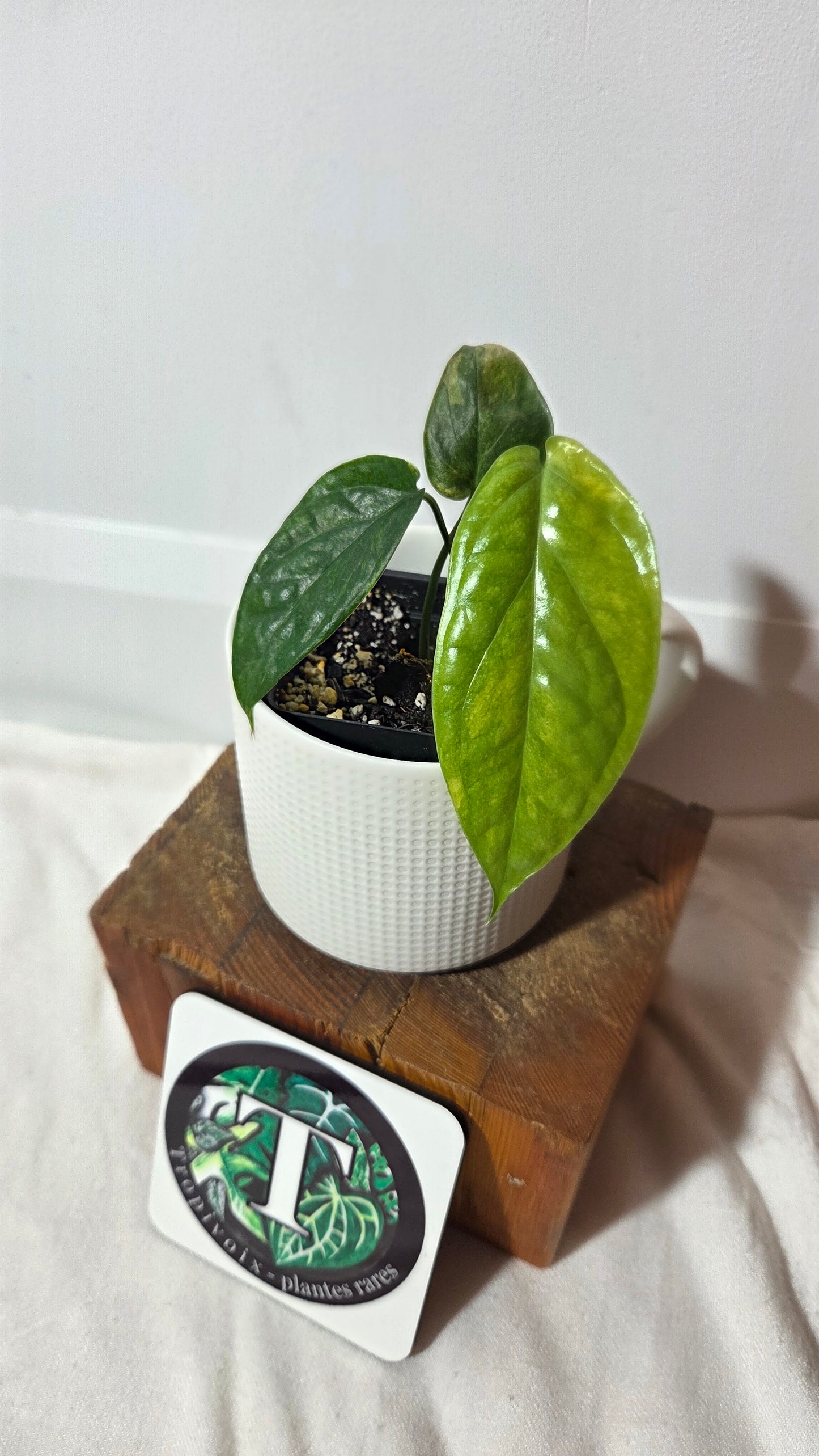 Amydrium Medium Mint (AMY-034)