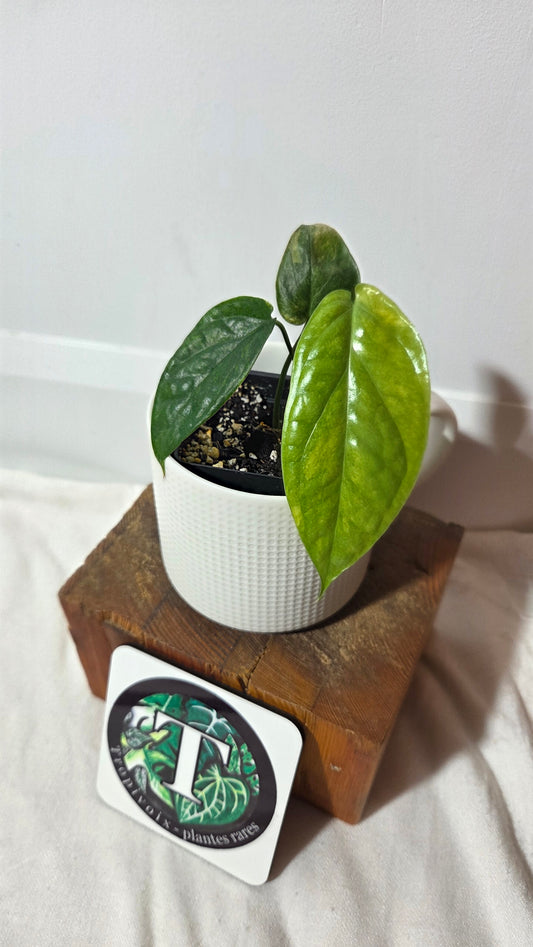 Amydrium Medium Mint (AMY-034)