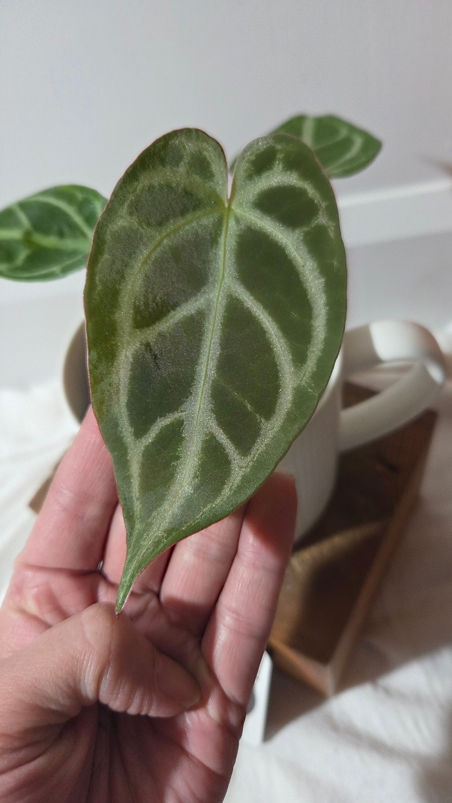 Anthurium Magnificum Radiante "format PETIT"(ANT-647)