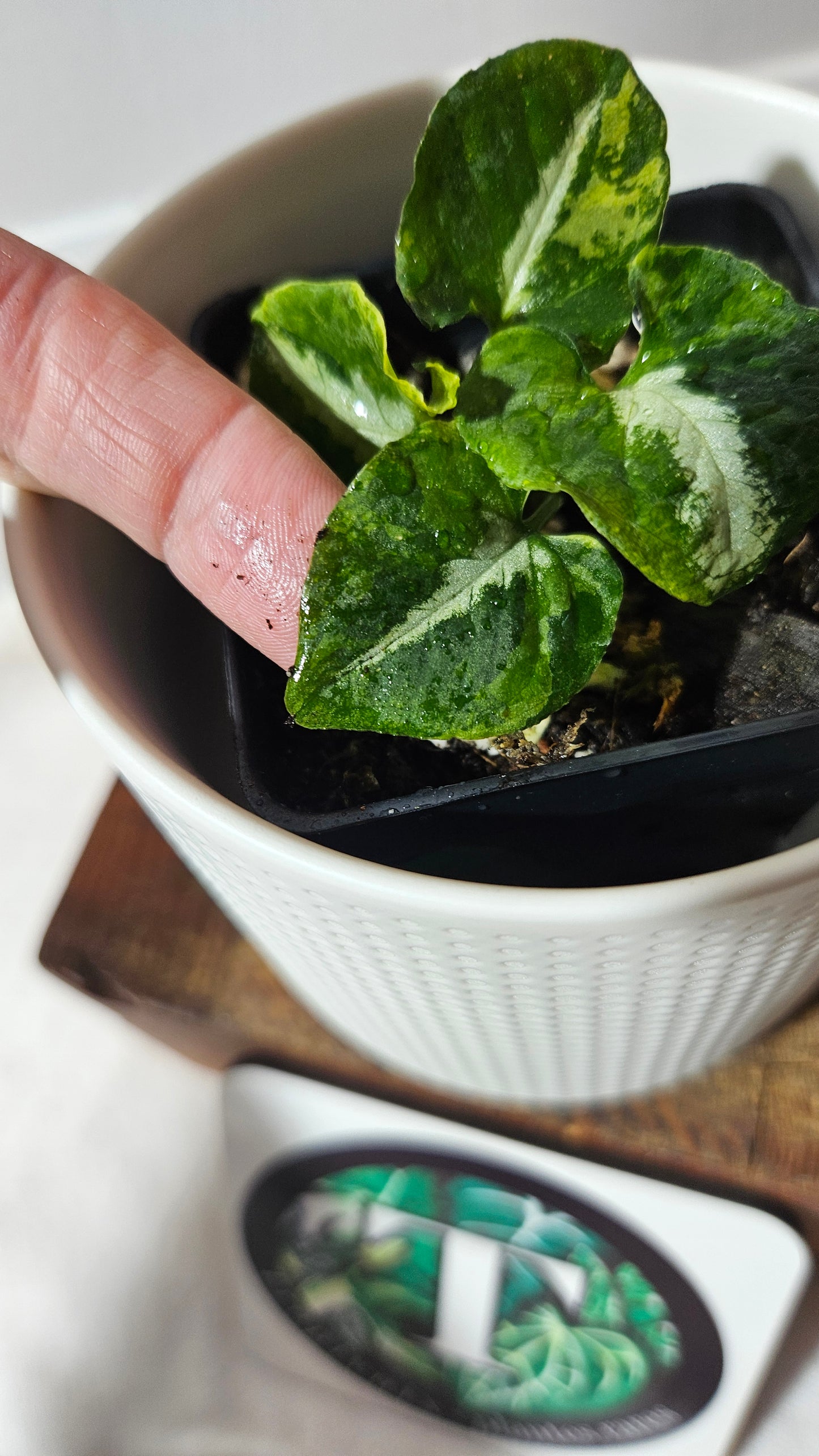 Syngonium Scrambled Eggs (SYN-478)