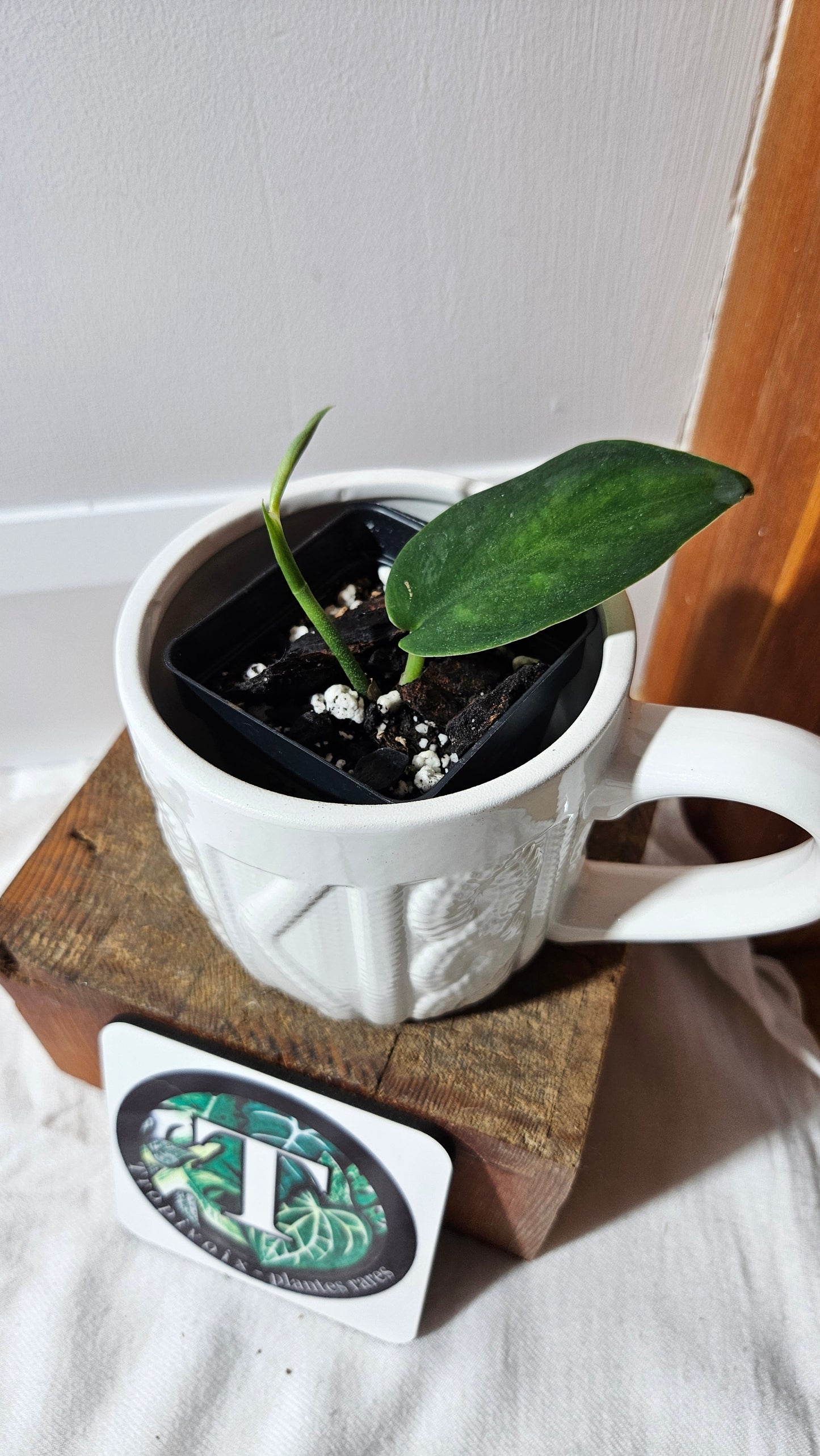 Scindapsus Blurik (SCI-1295)