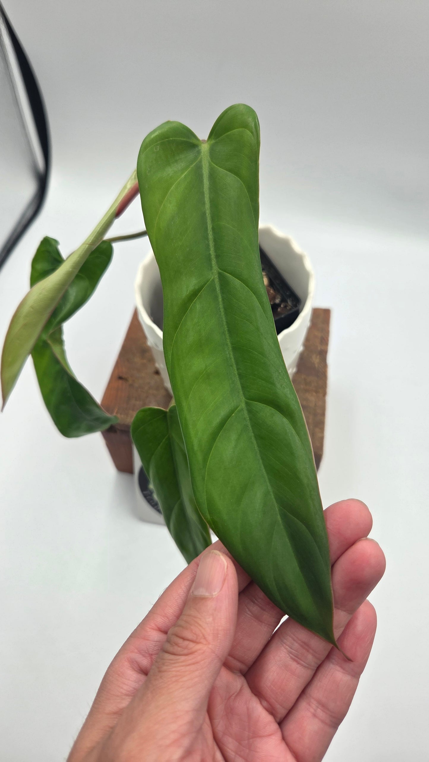 Philodendron Billietiae Aff (PHI-463)