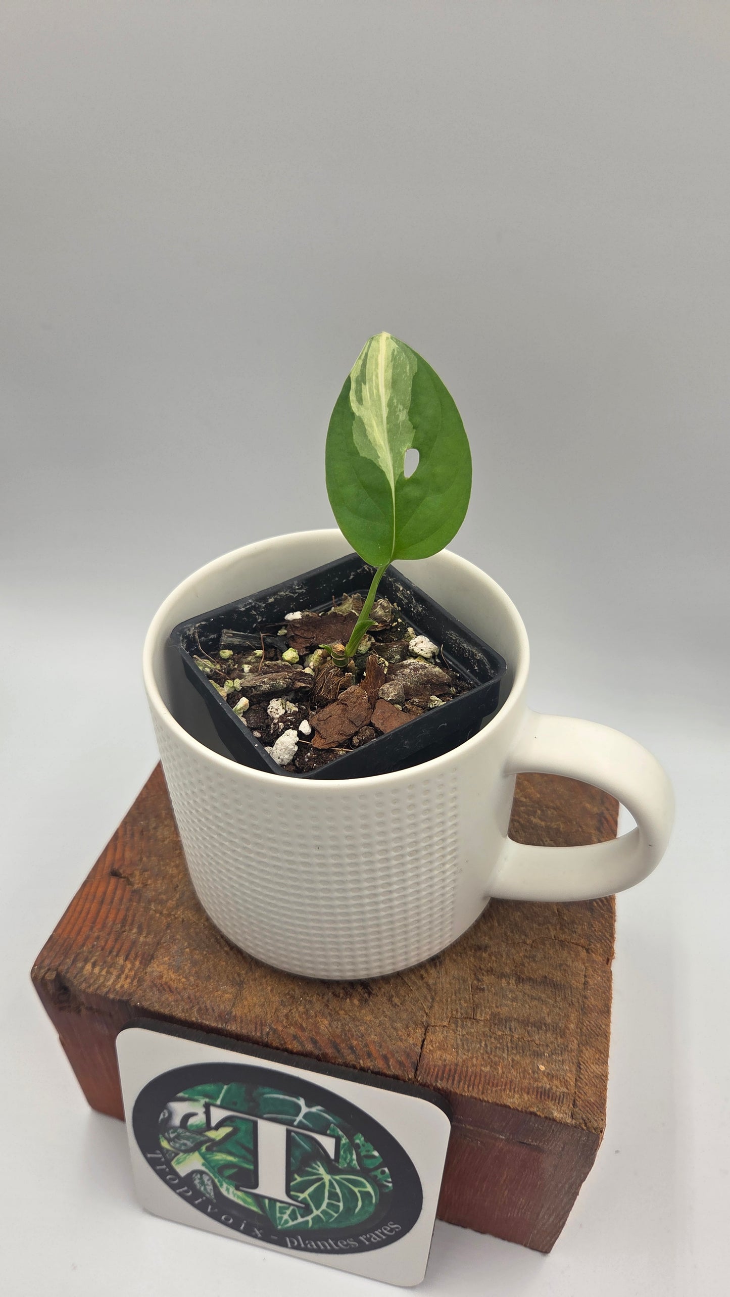 Monstera Andasonii Albo (MON-572)