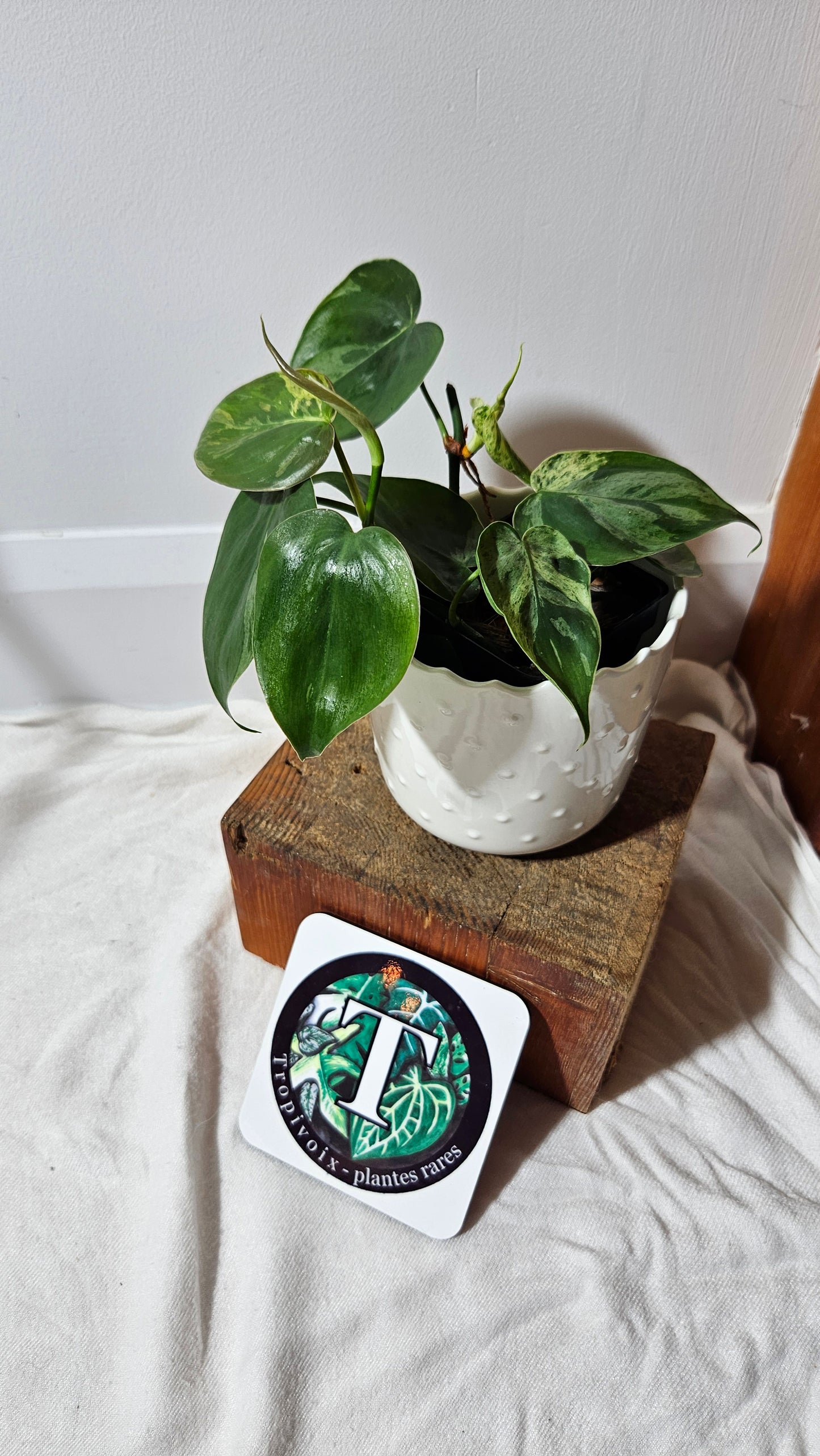 Philodendron Hederaceum Variegata (PHI-557)