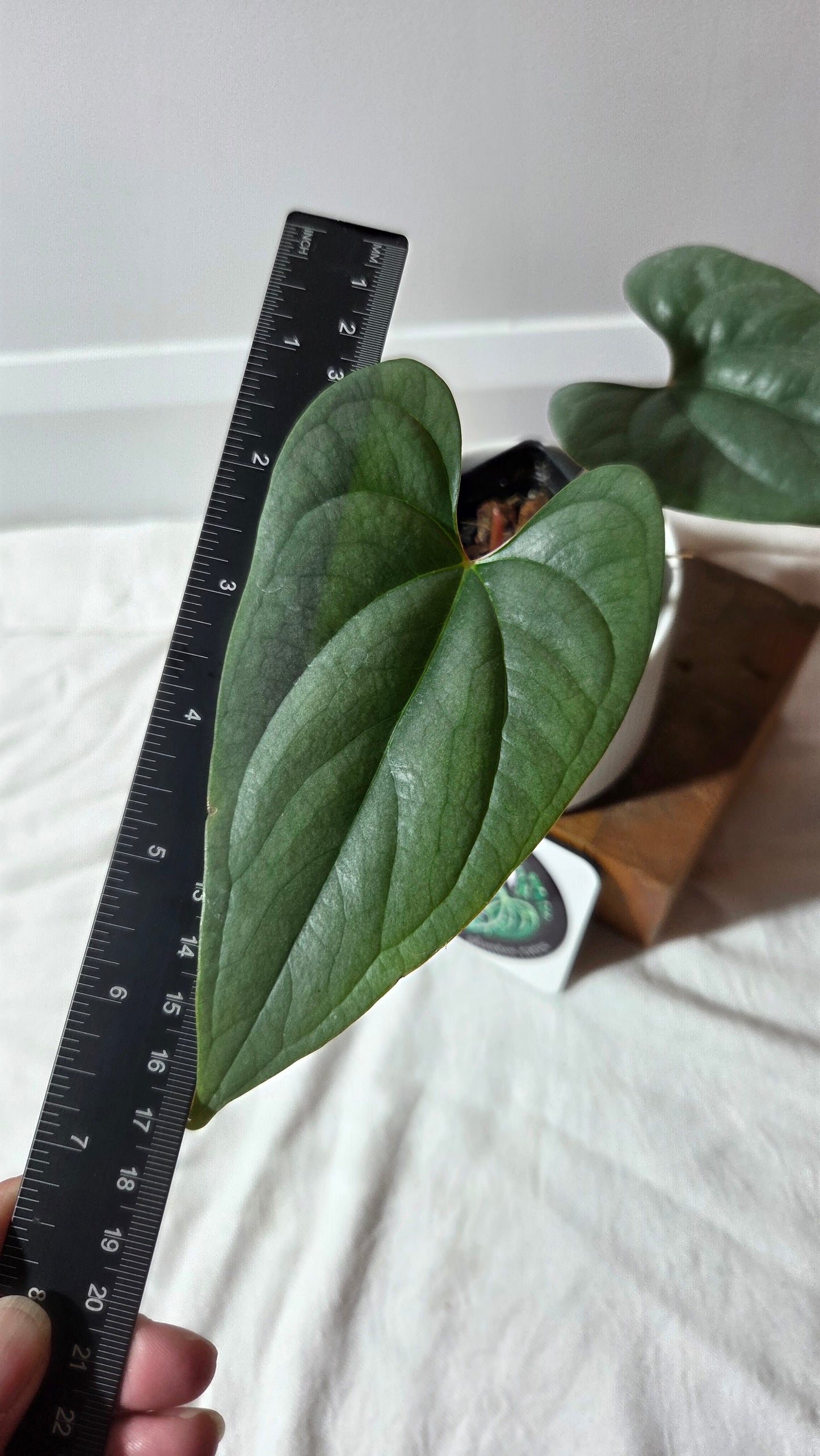 Anthurium Salgarense aff Silver Peru"format MOYEN" (ANT-657)