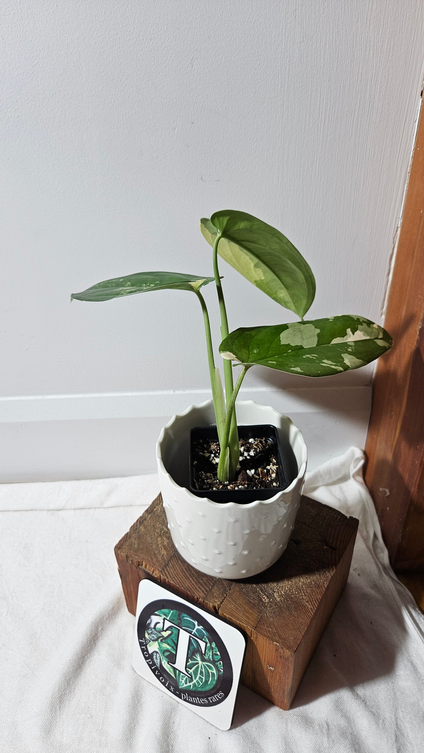 Syngonium Chiapense Albo (SYN-426)