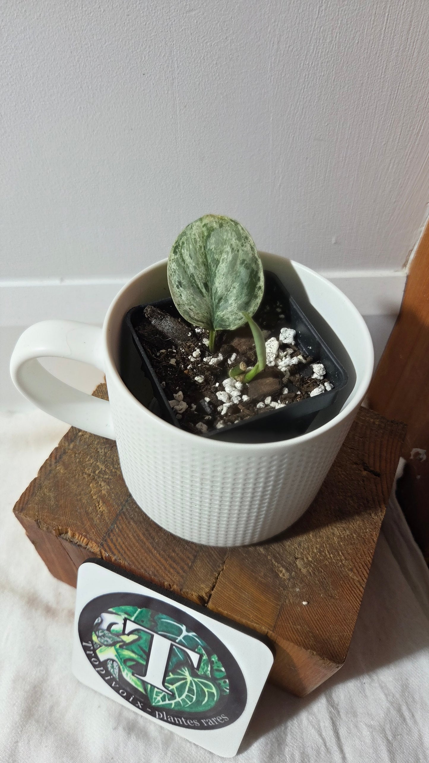 Scindapsus Peasun (SCI-1353)