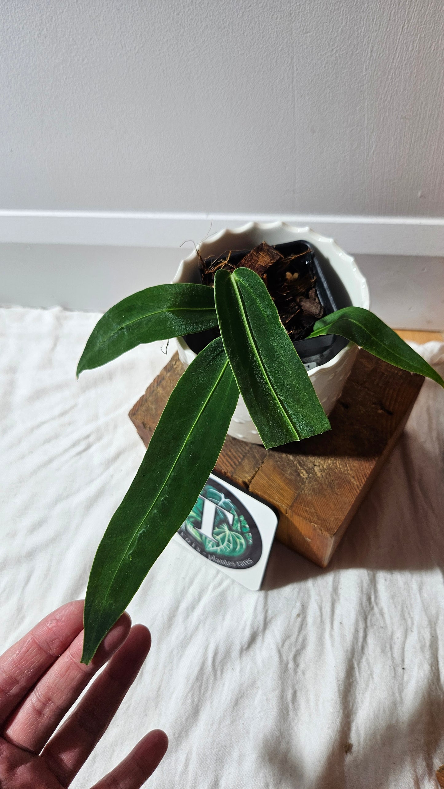 Anthurium Warocqueanum Dark "format MOYEN"(ANT-602)