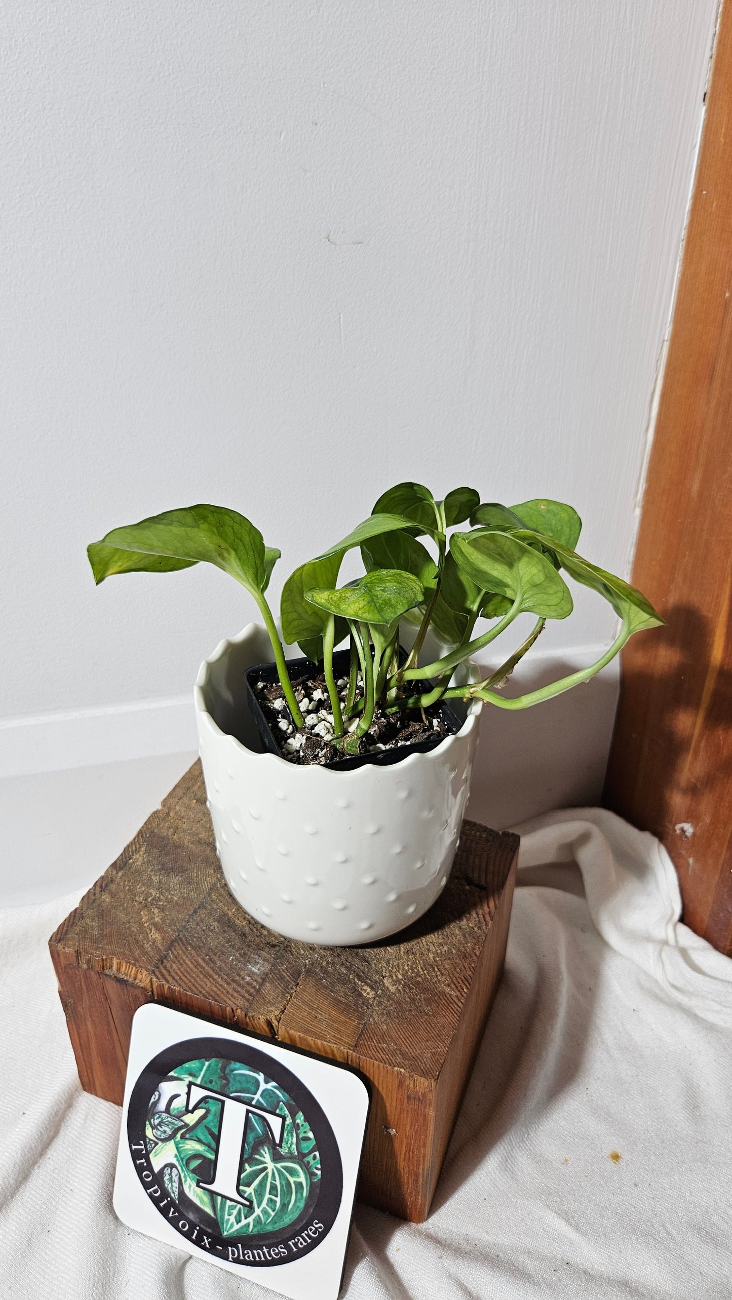Epipremnum Aureum Manjula yellow/Olivia/Mint (EPI-215)
