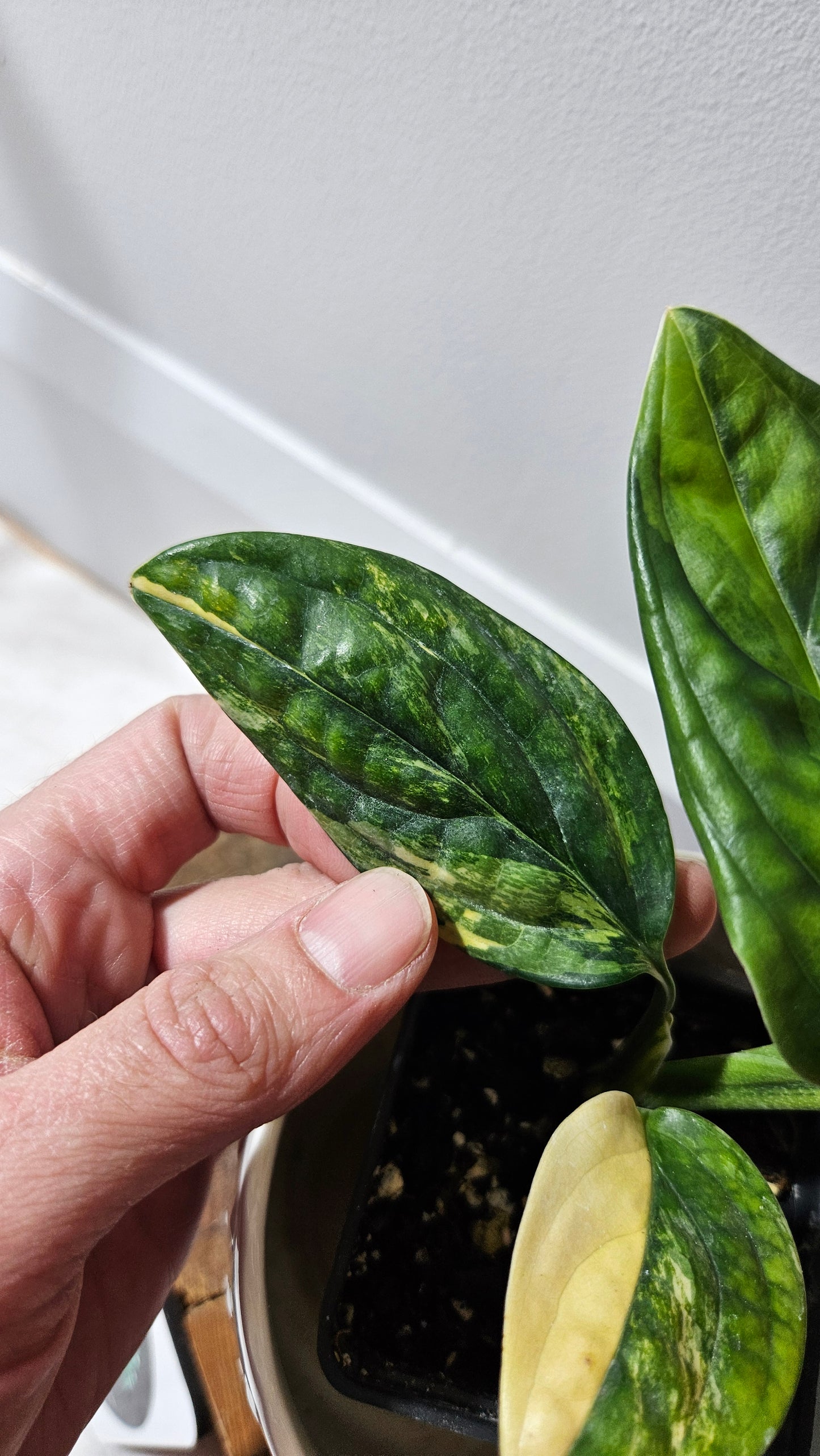 Monstera Karstenianum/Peru Variegata (MON-366)