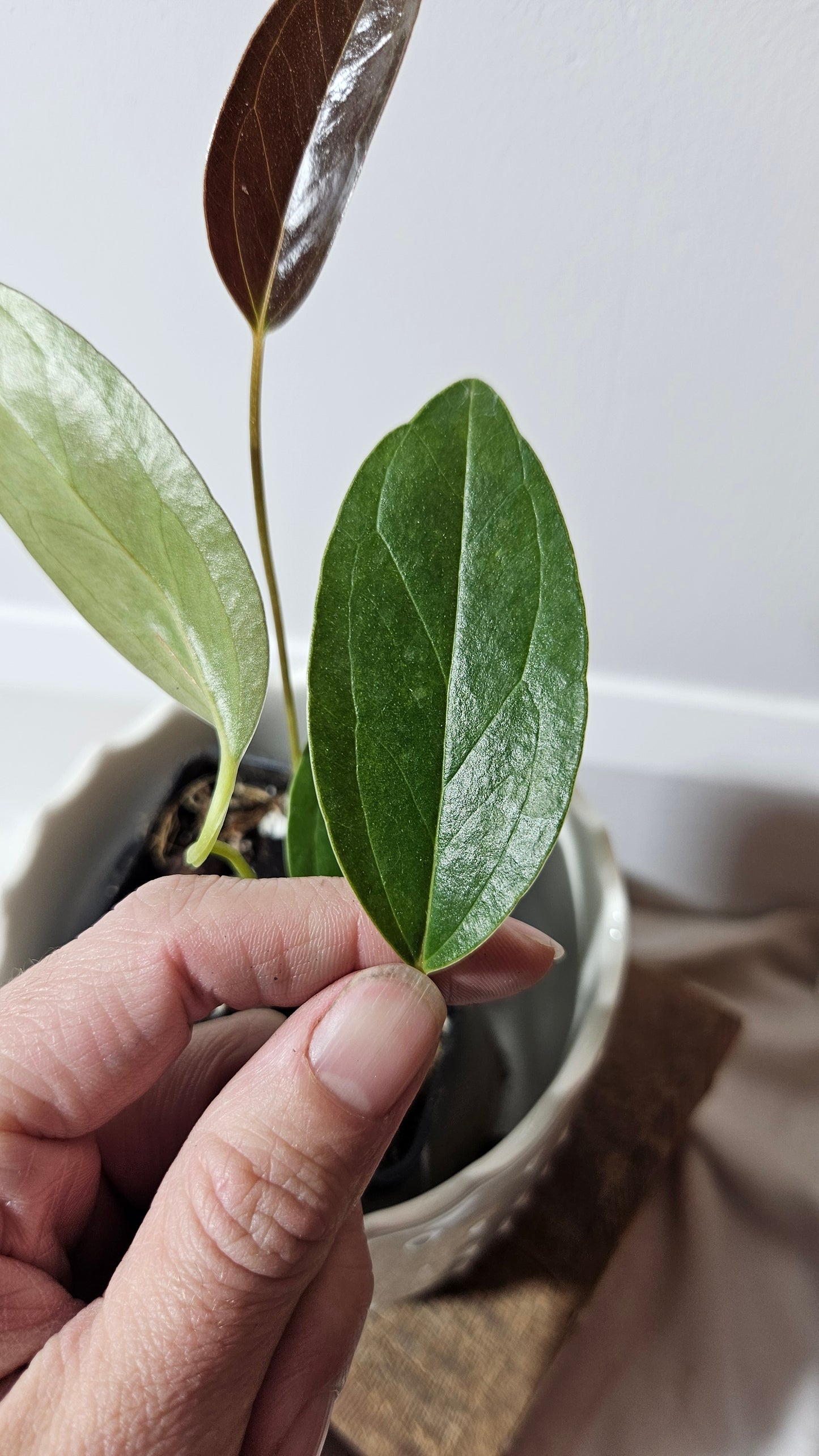 Anthurium Lingua "Format PETIT" (ANT-211)