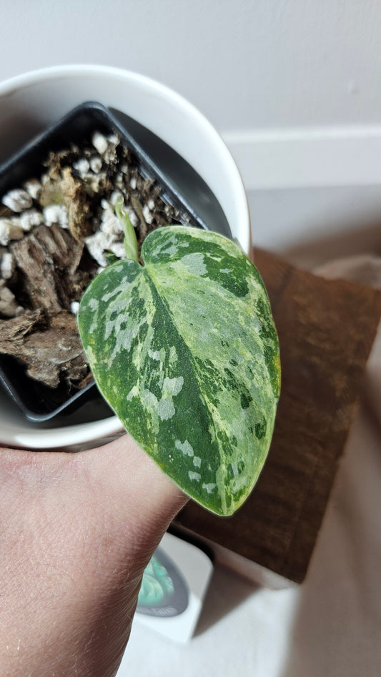 Scindapsus White Crocodile (SCI-1343)